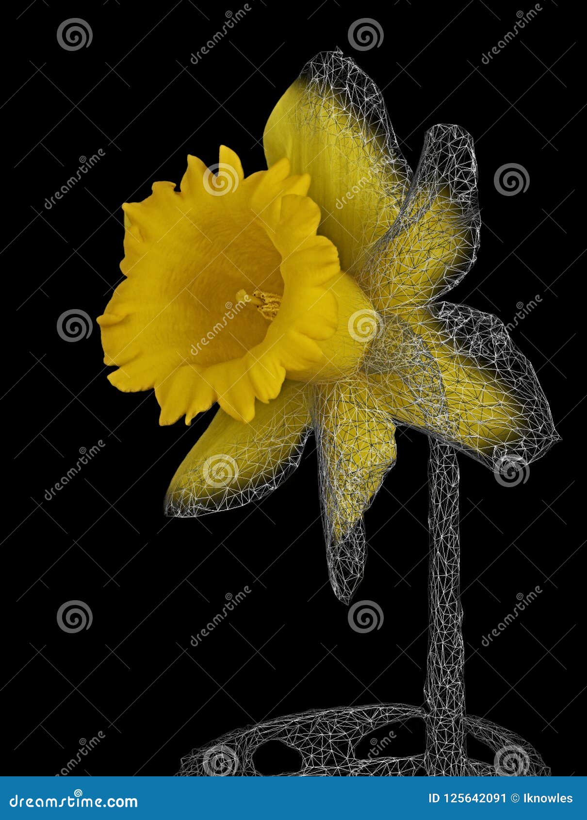 Download Daffodil 3D Model Showing Wireframe Stock Image - Image of ...