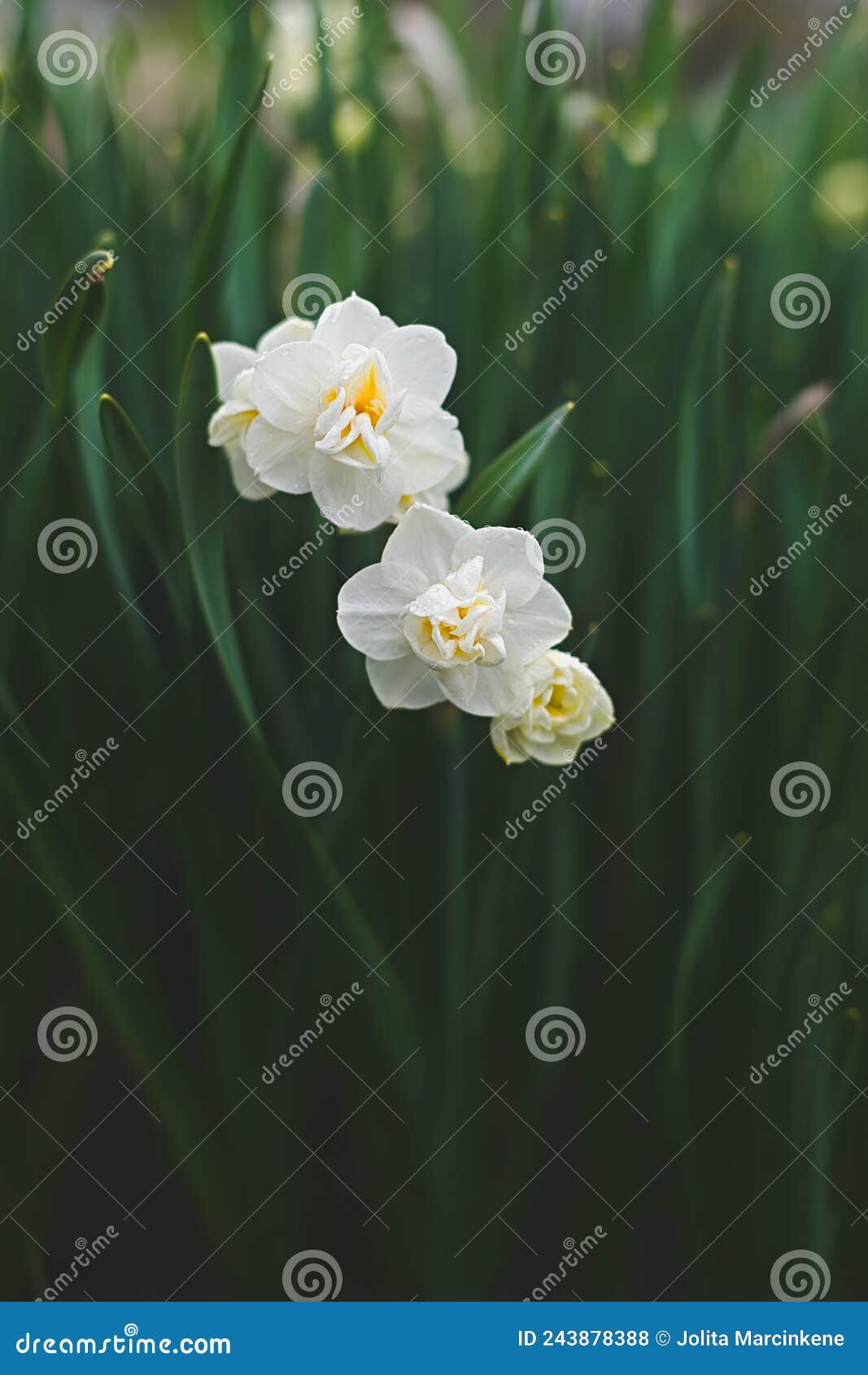 daffodil double cheerfulness