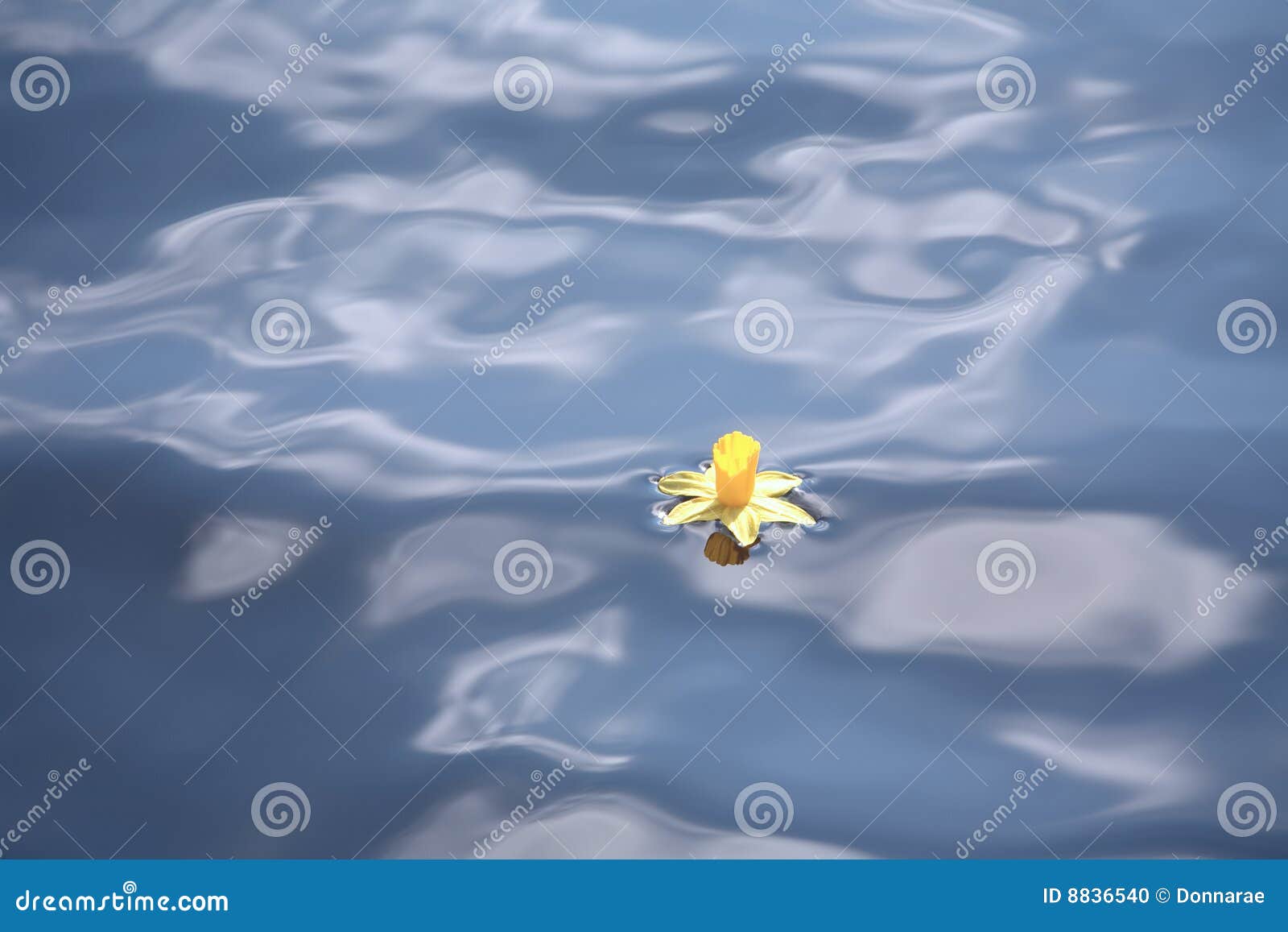 Daffodil Drifting in Blue Water Stock Photo Image of calm, freshness