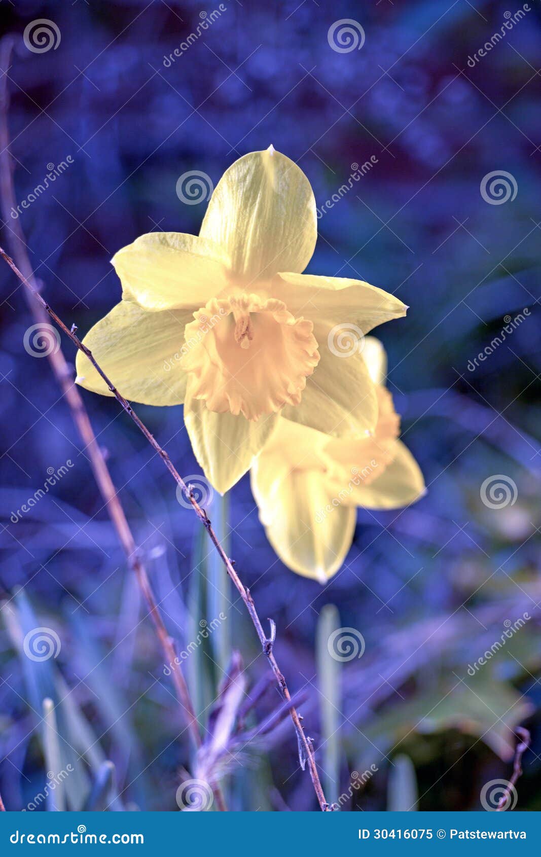 Daffodil stock image. Image of yellow, morning, flowers 30416075
