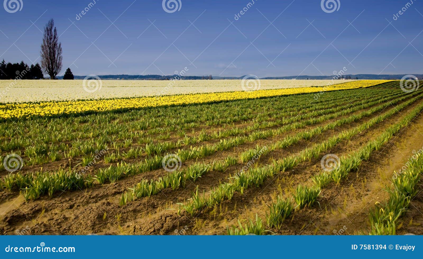 Daffodil Farm stock photo. Image of white, land, agriculture 7581394