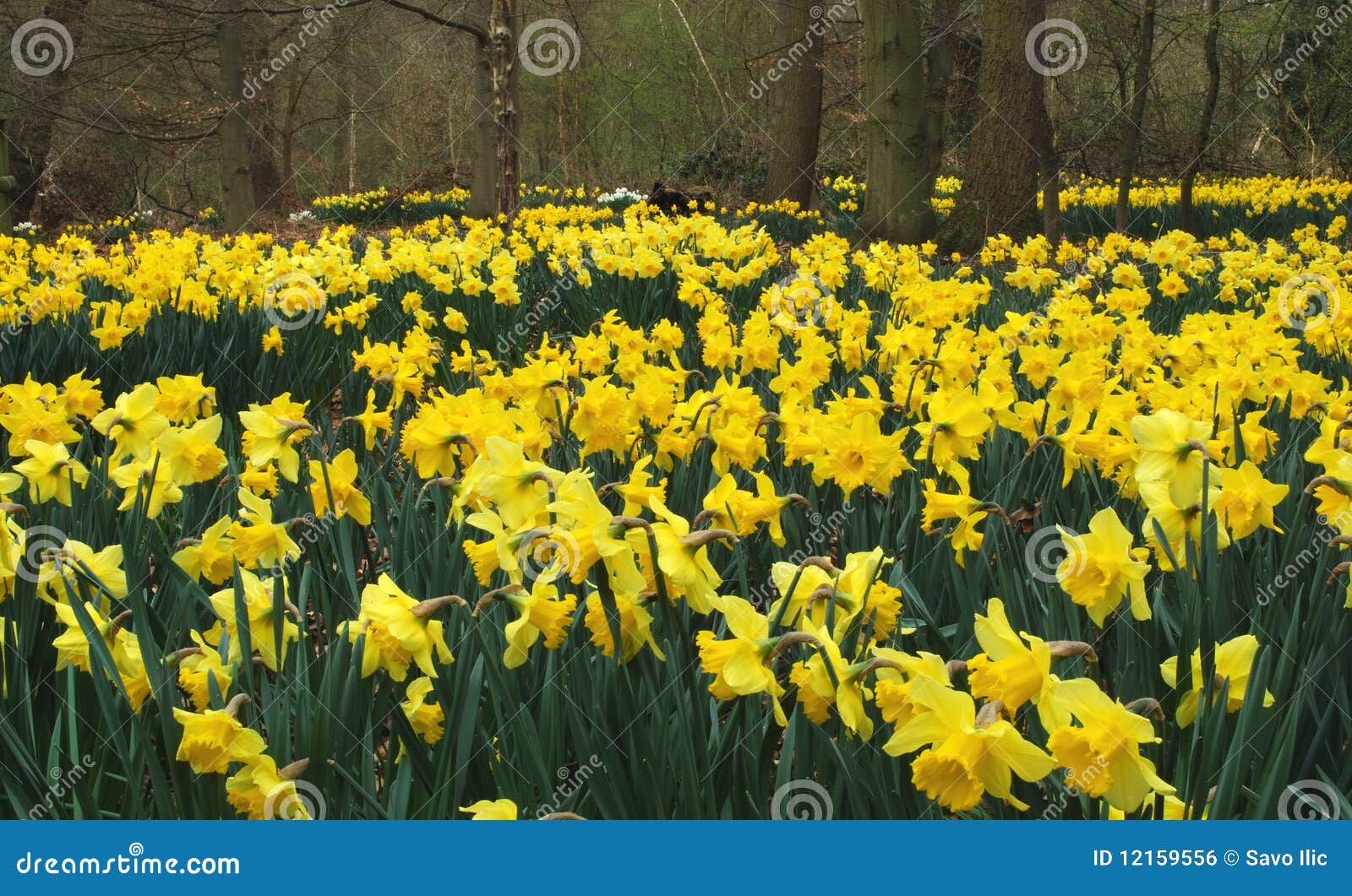 Daffodil field stock photo. Image of summer, bunch, field 12159556