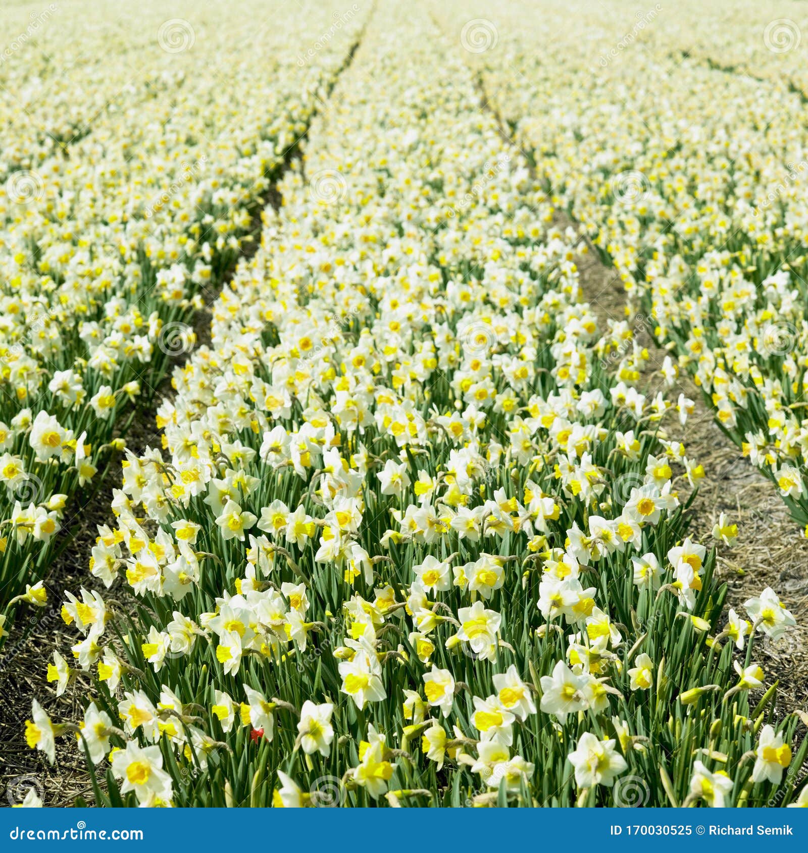 Daffodil Field, Netherlands Stock Image Image of nature, flower