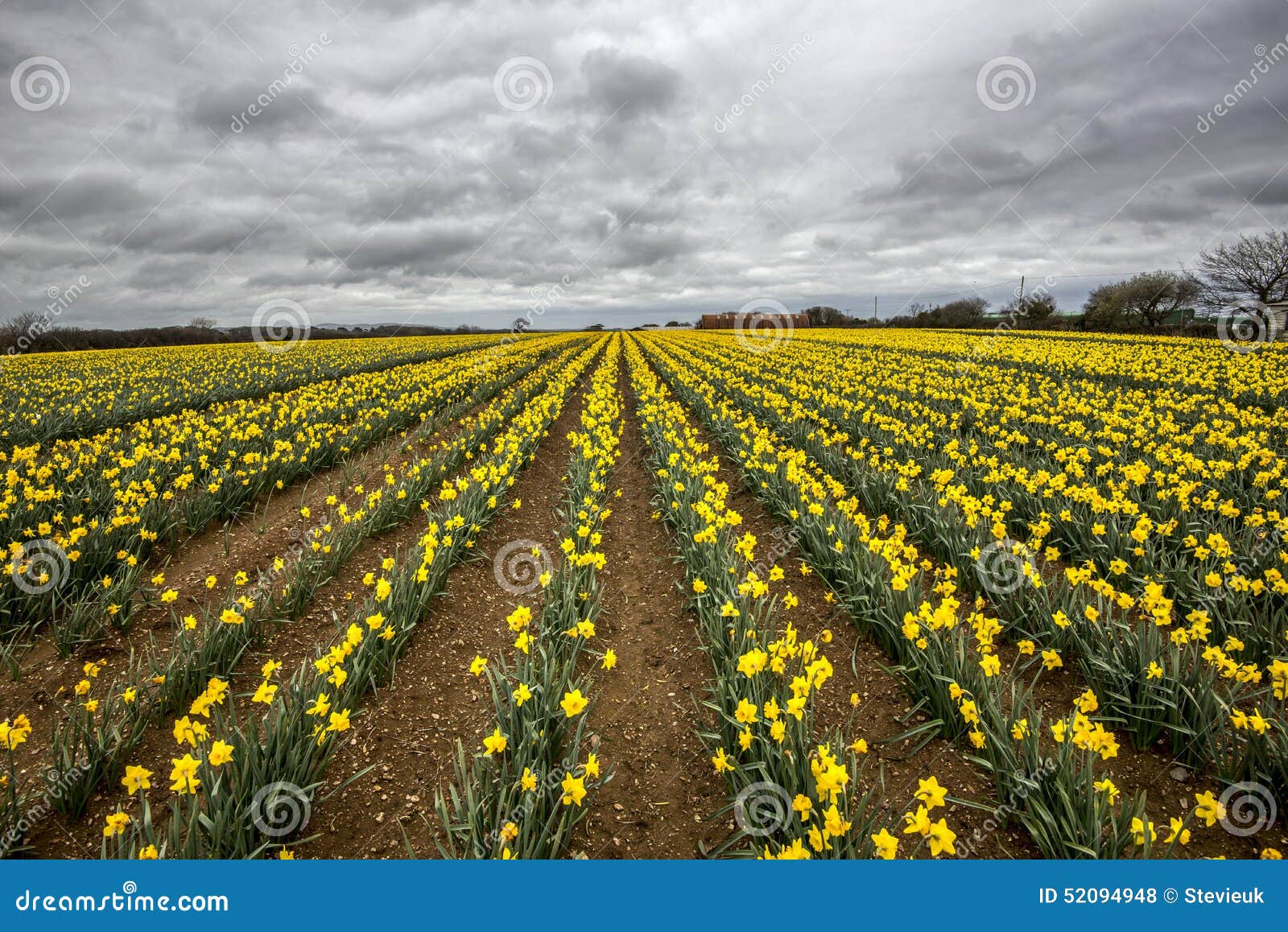 daffodil fields in conrwall , uk, with cloudy moody sky
