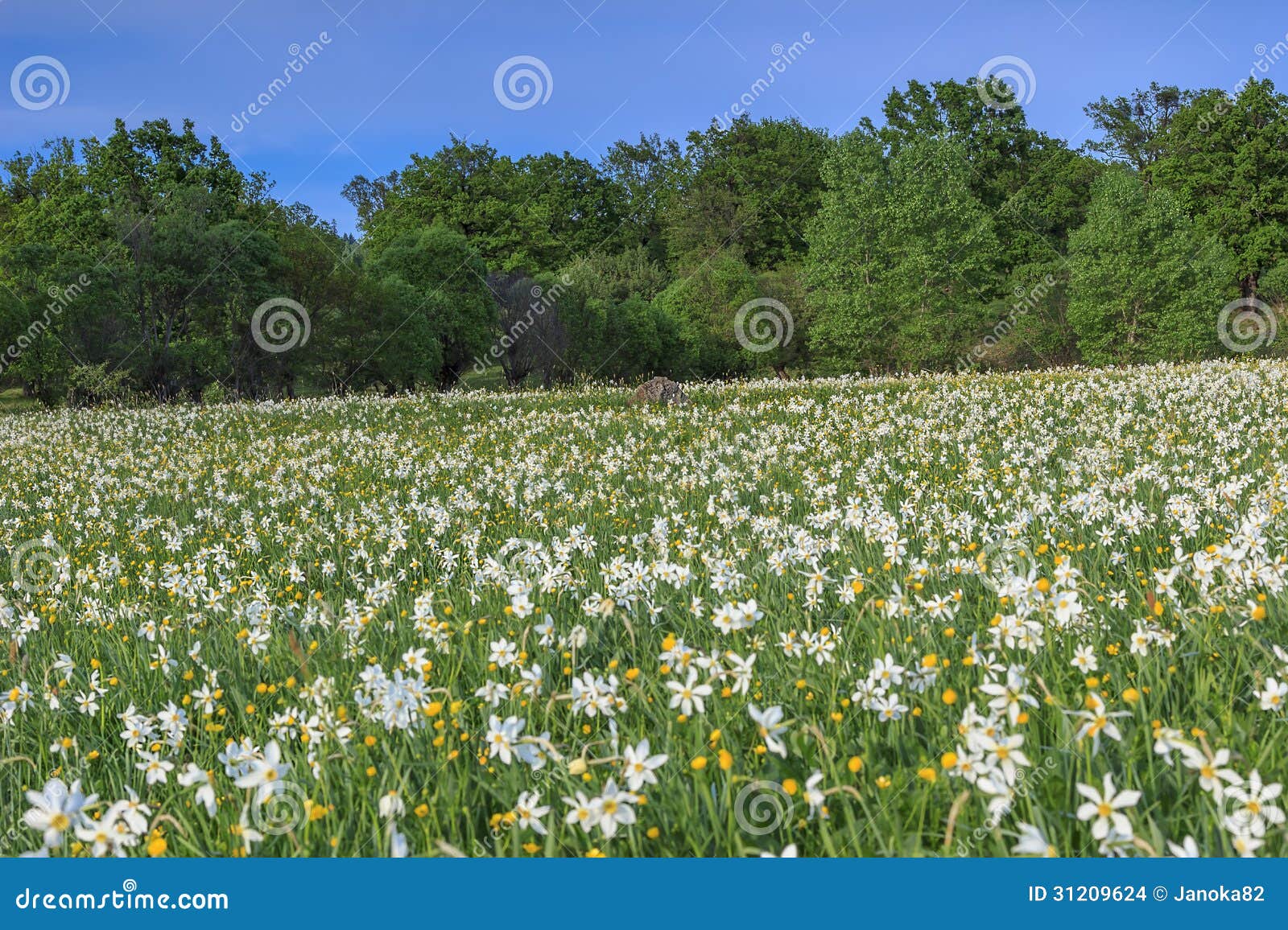 Daffodil Fields and Forest in Spring Stock Photo Image of colorful
