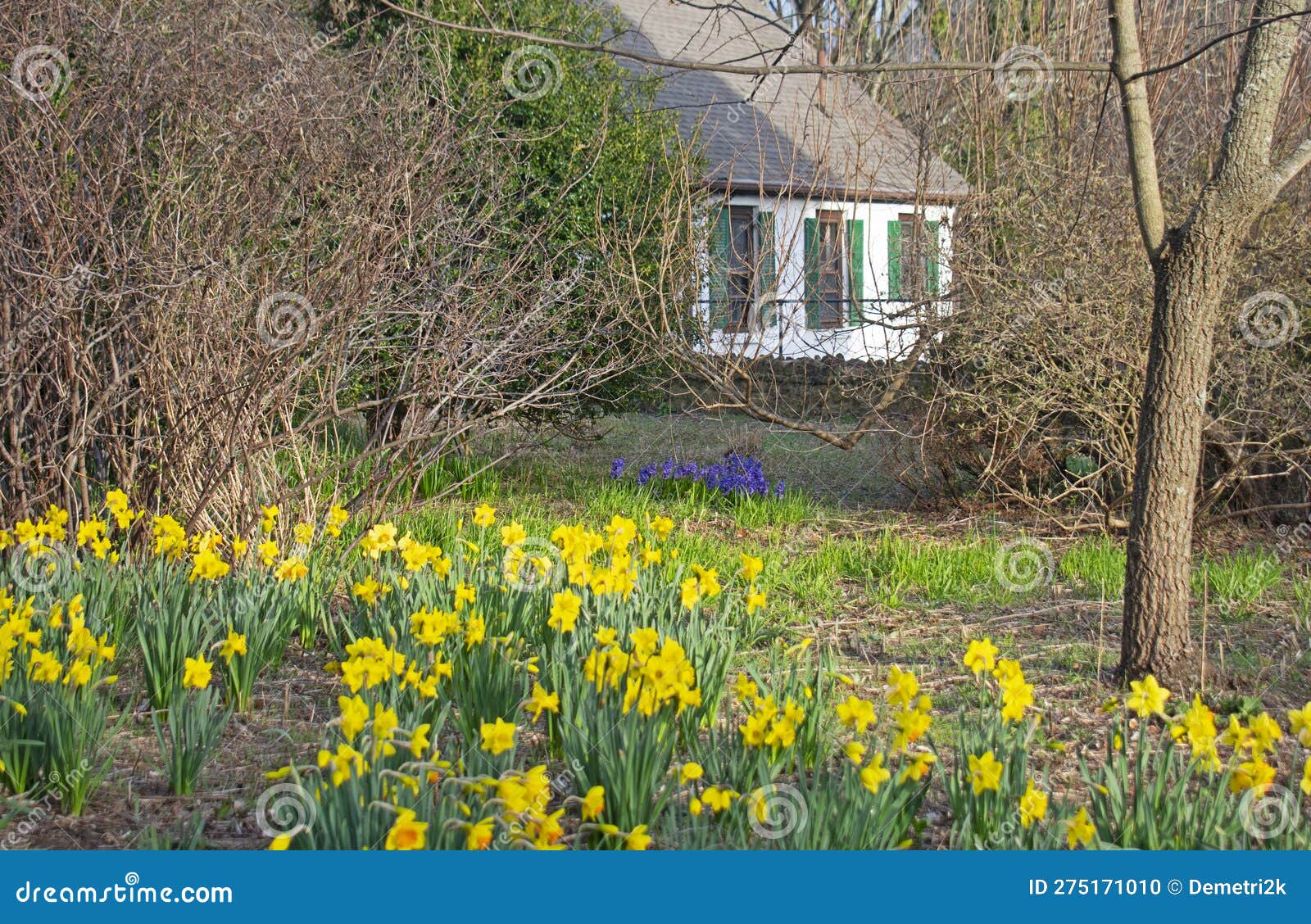 Daffodil Flower Bed at Deep Cut Gardens 01 Stock Photo Image of