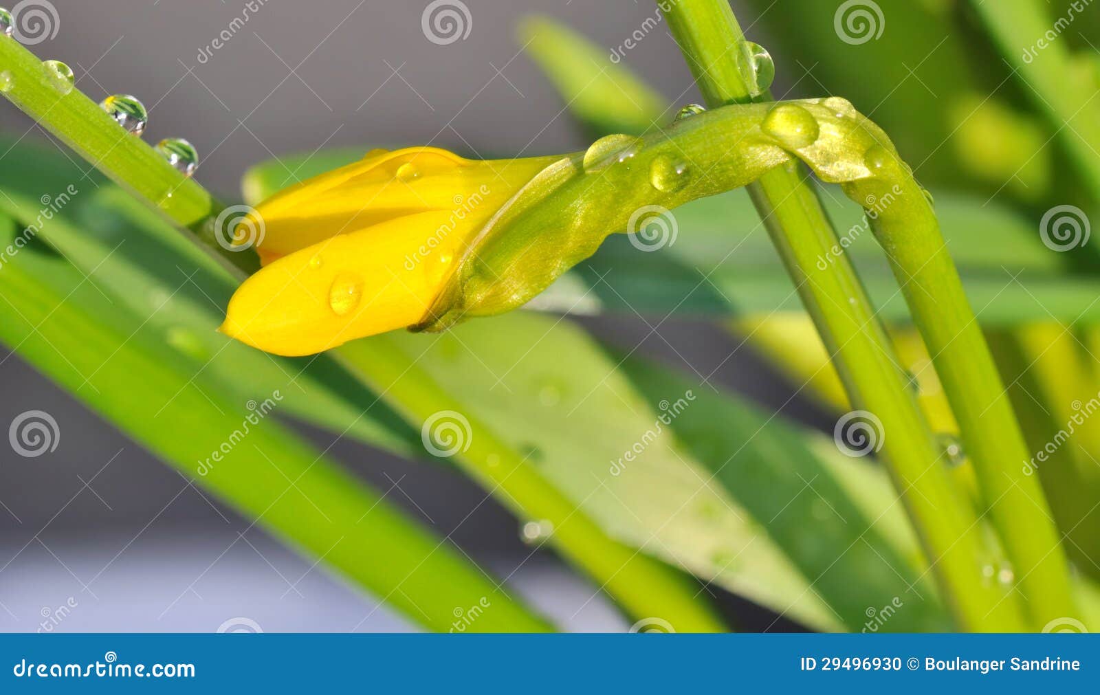 Daffodil flower bud stock photo. Image of button, nature 29496930