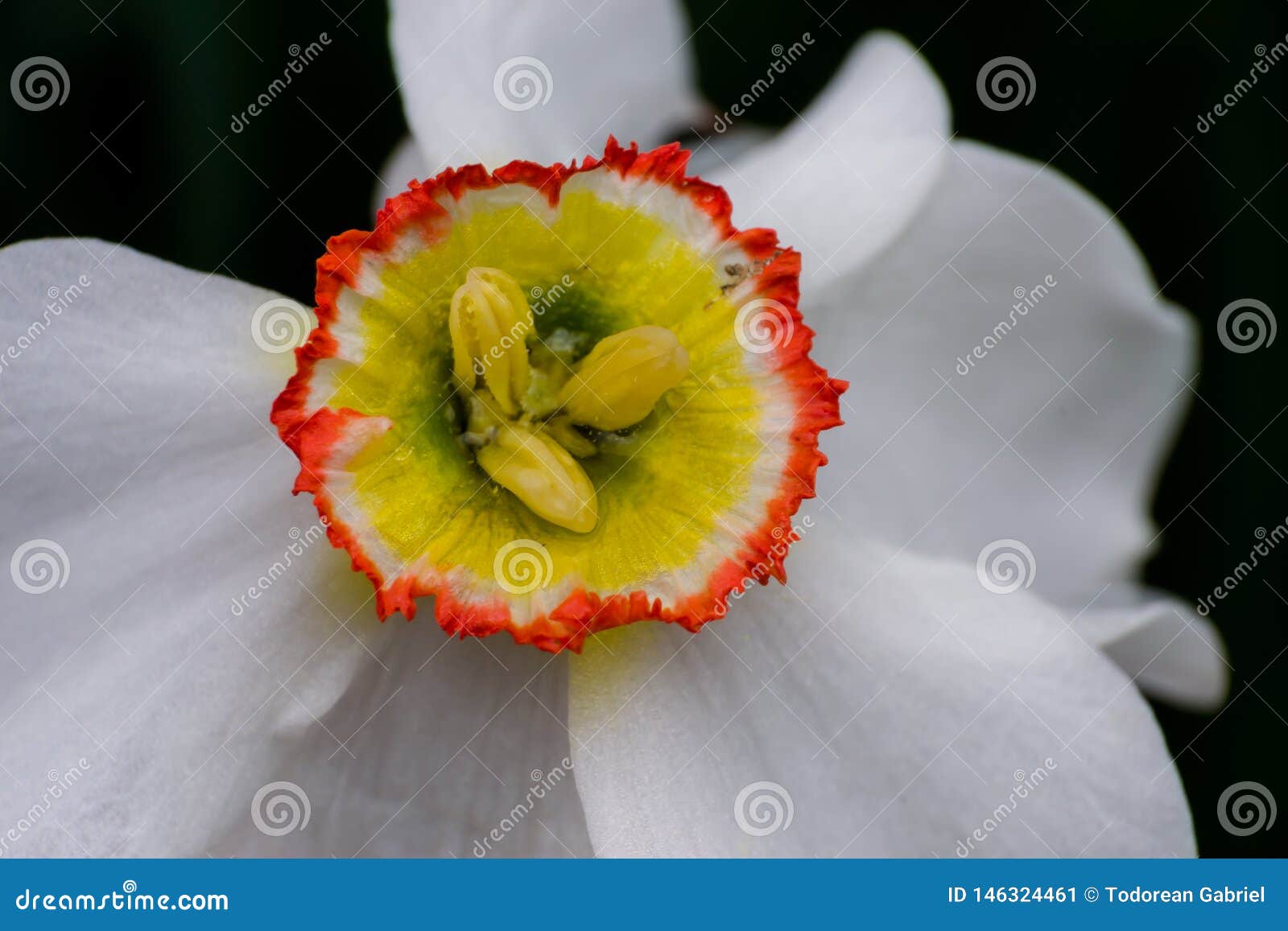 Daffodil Flower Close-up or Lent Lily Stock Image - Image of lent ...