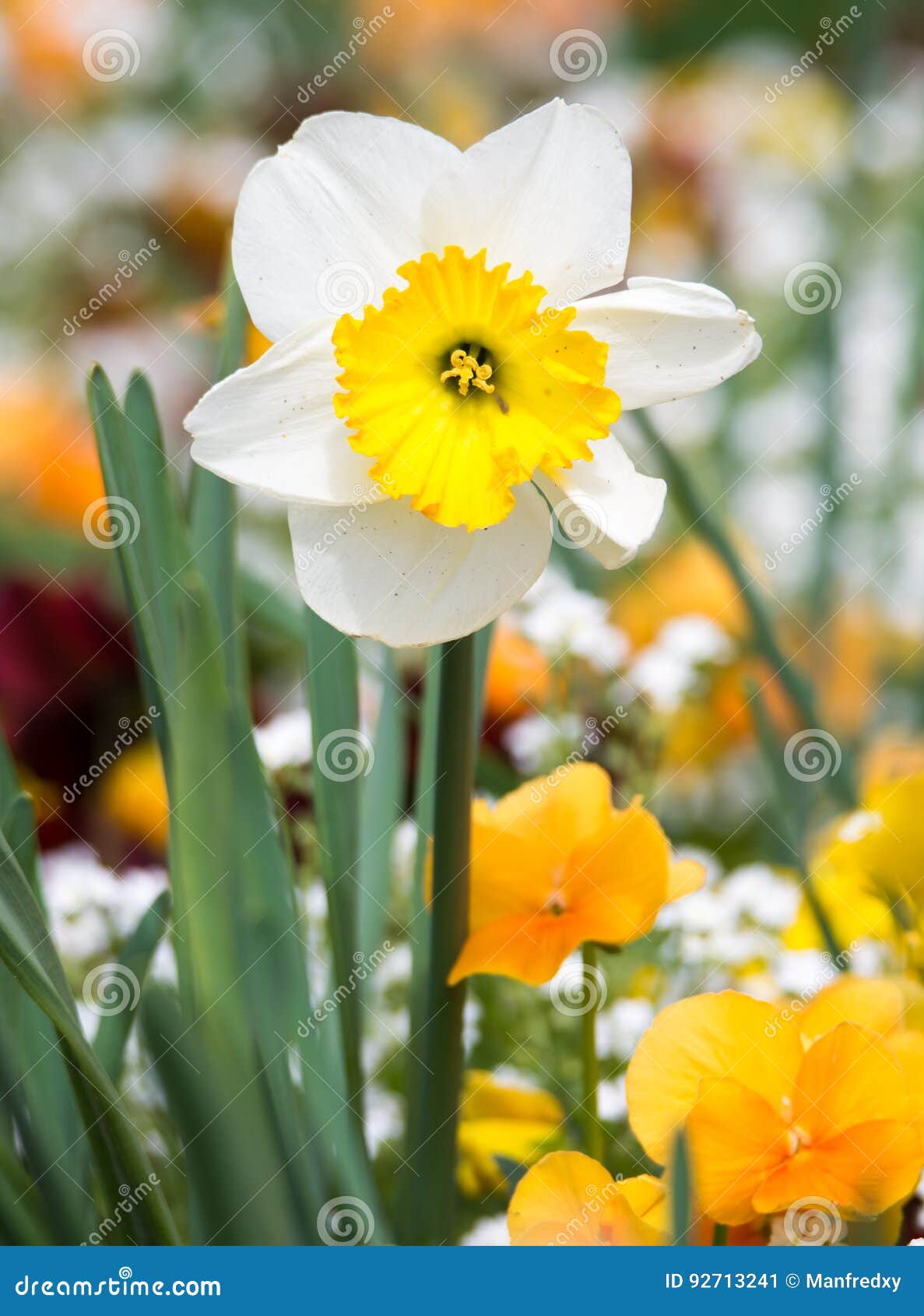 Daffodil Flower in a Flowe Bed Stock Image Image of narcissus