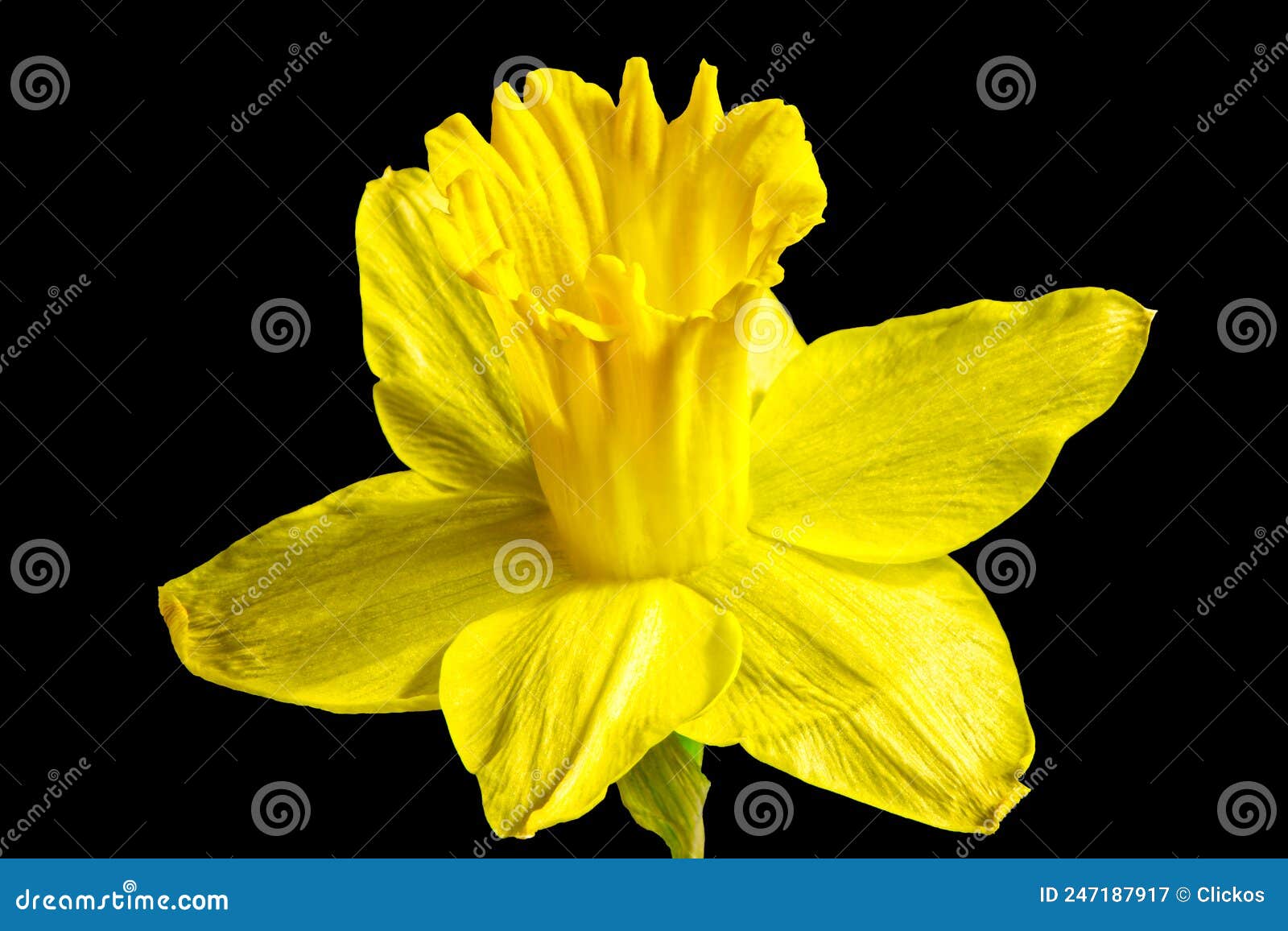 Daffodil flower head stock image. Image of bloom, fresh 247187917