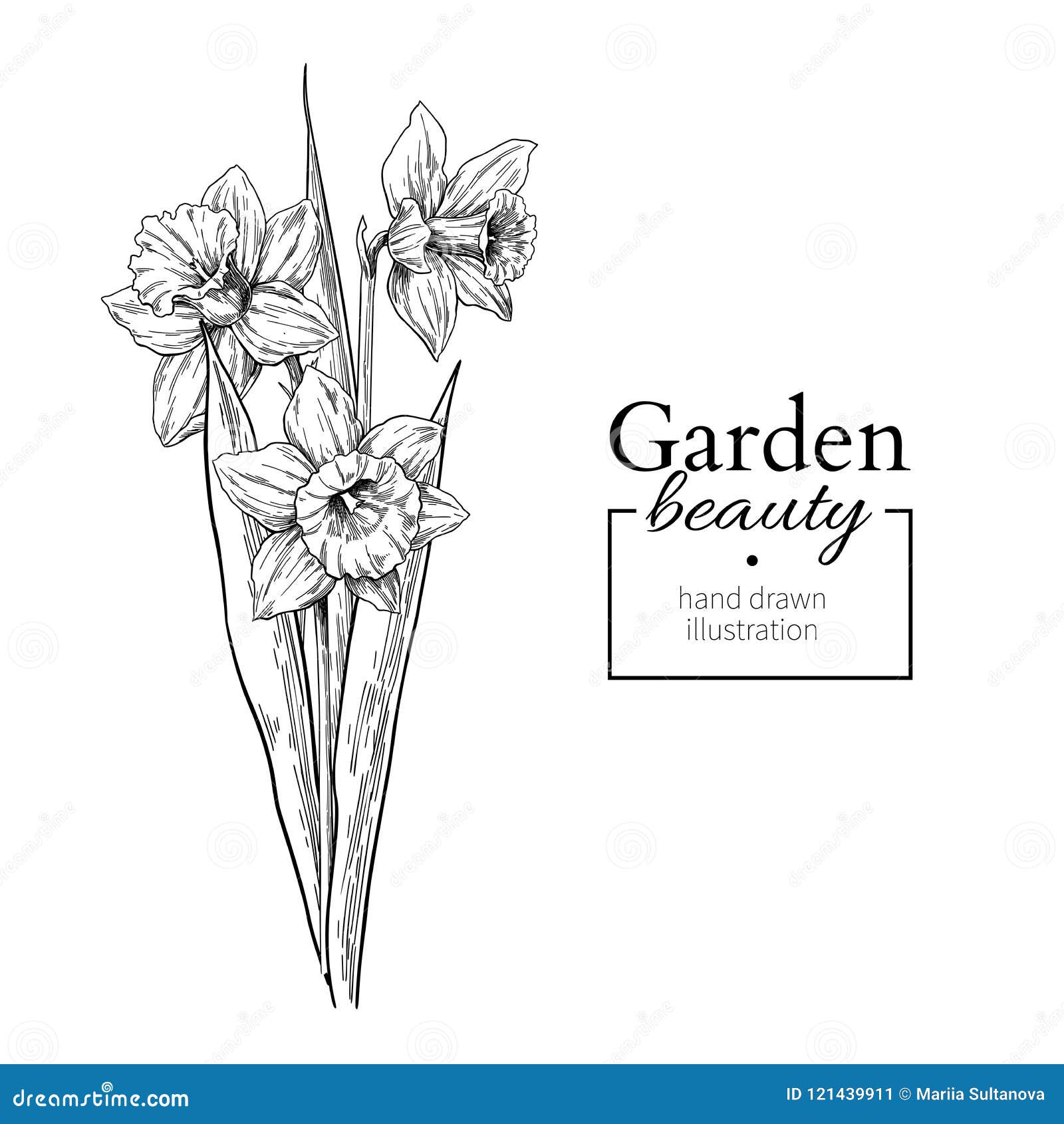 Daffodil Flower and Leaves Bouquet Drawing. Vector Hand Drawn Engraved Floral Set Stock Vector - Illustration of drawing, background: 121439911