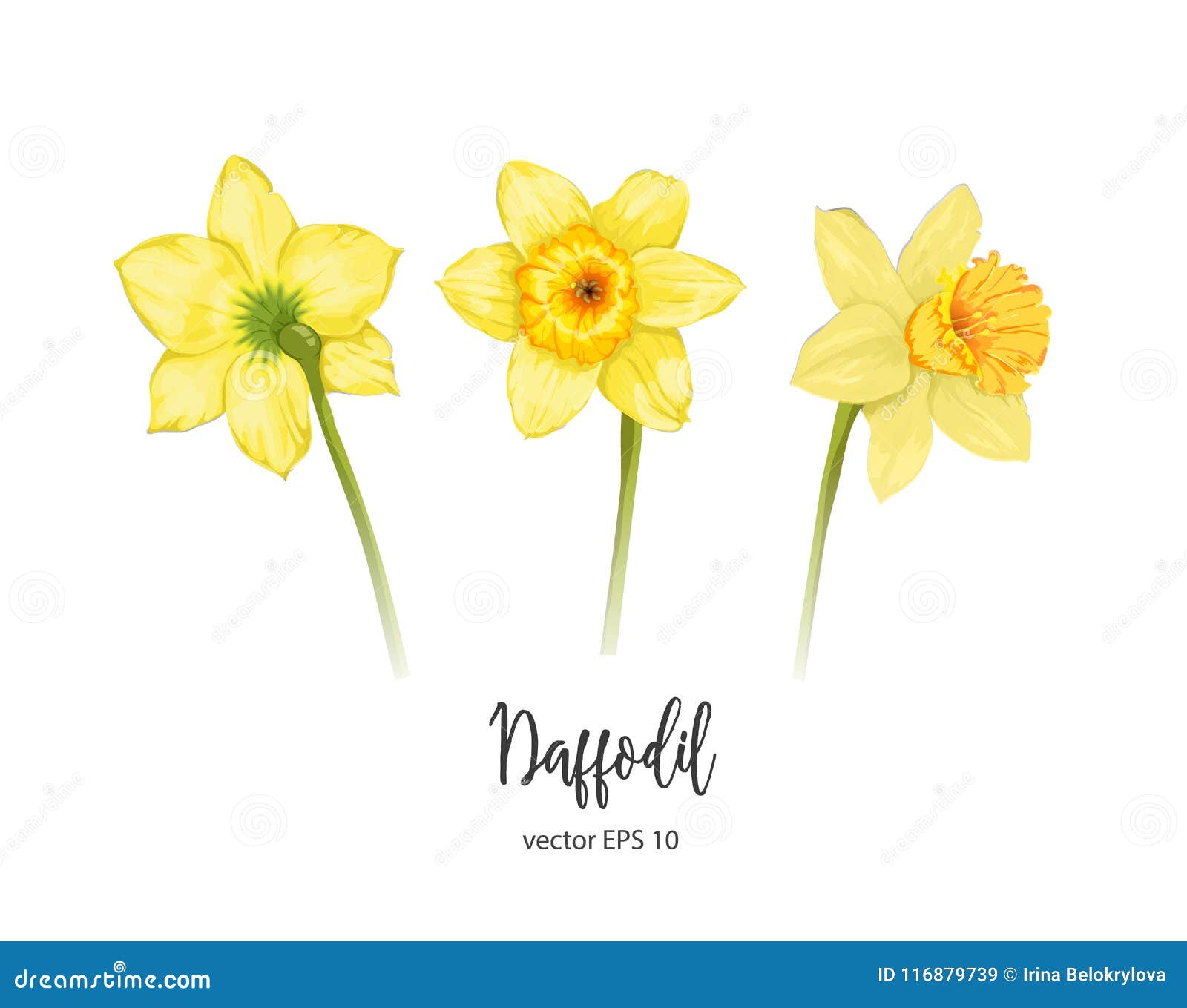 Vector Daffodil, Narcissus Flower Set Stock Vector - Illustration of ...