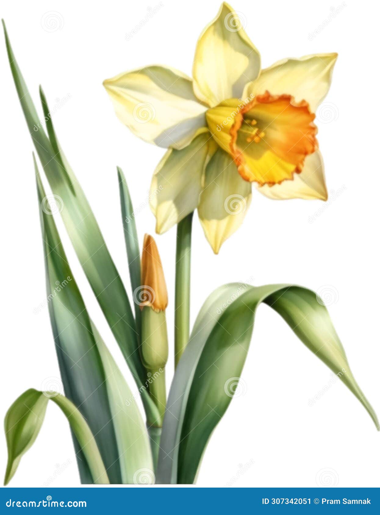 Daffodil Flower, Watercolor Painting of a Daffodil Flower. AI-Generated ...