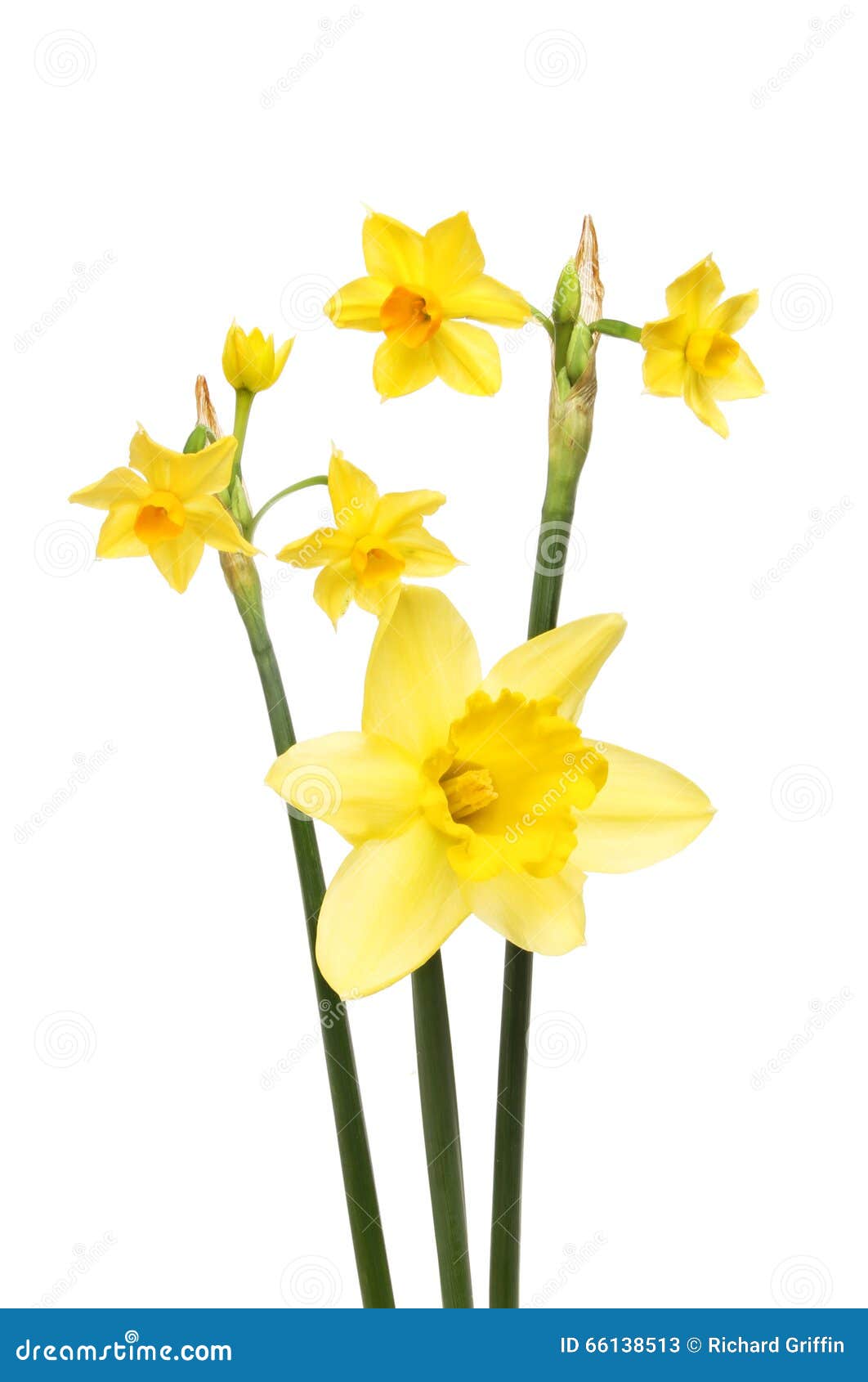Daffodil flowers stock image. Image of daffodil, white 66138513