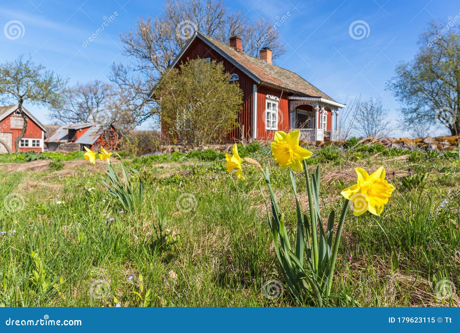 Daffodil Flowers Bloom in a Garden at a Farm in Spring Stock Image