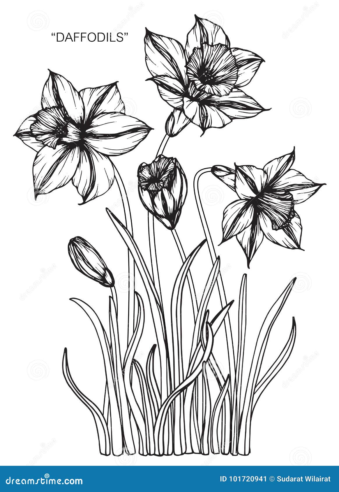 Daffodil Flowers Drawing and Sketch. Stock Vector - Illustration of ...