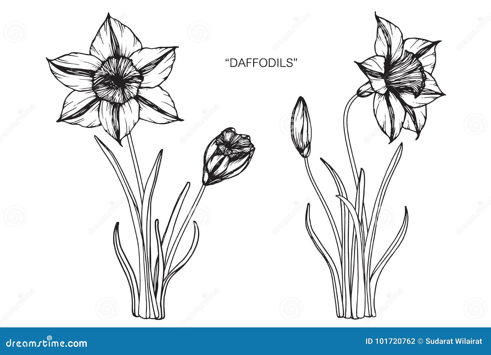 Daffodil Flowers Drawing And Sketch. Stock Illustration - Illustration ...