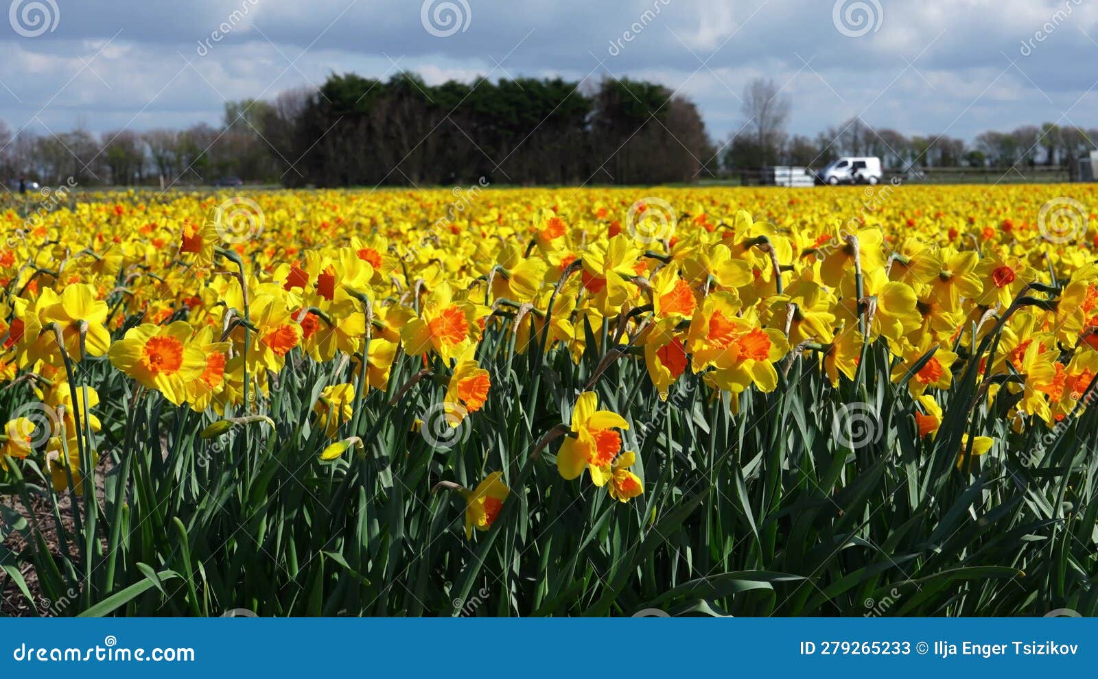 Daffodil Flowers in the Netherlands Field of Yellow Daffodils on Sunny