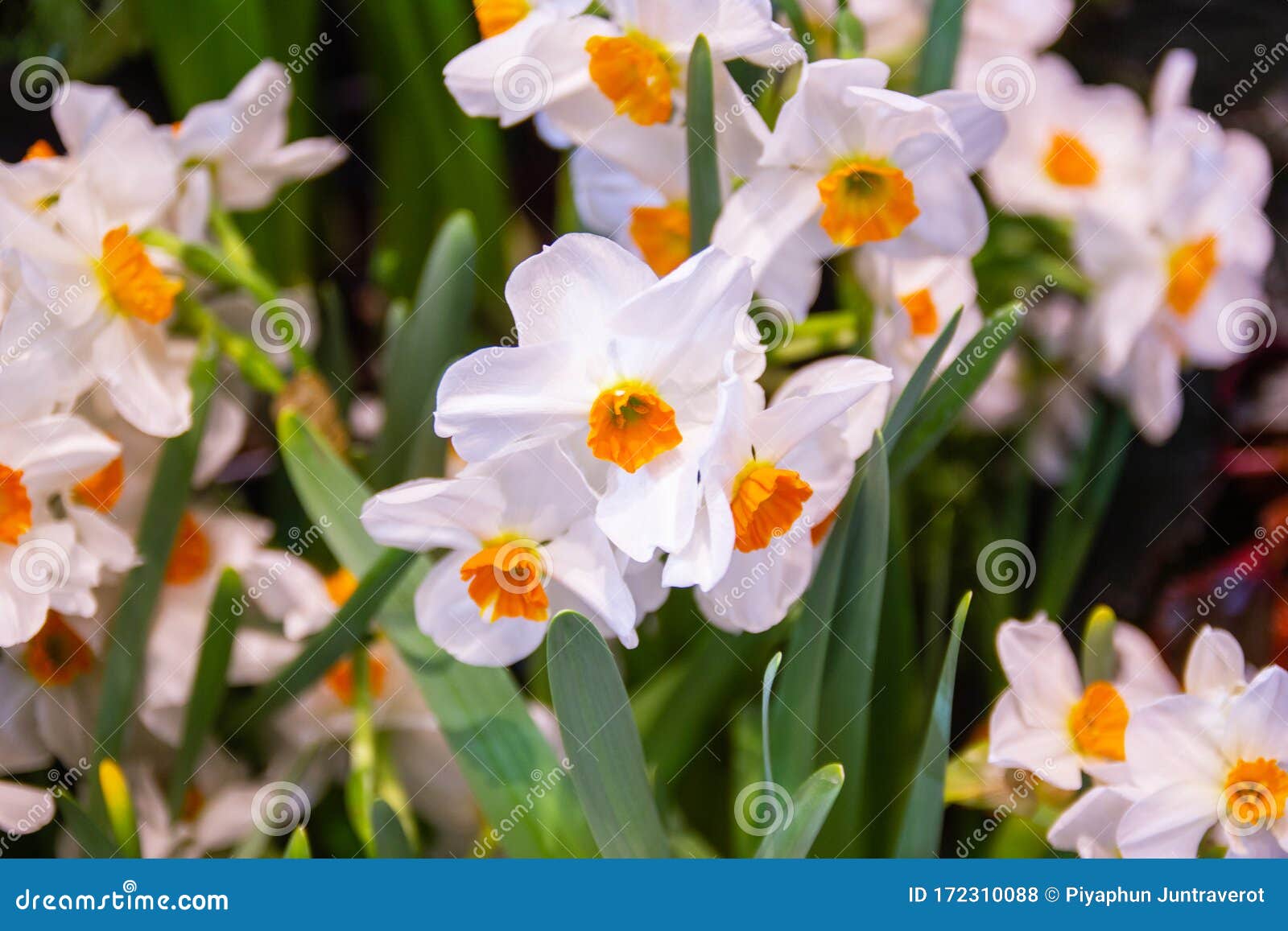 Daffodil, geranium a rare fragrant with beautiful flowers, there is a resounding sweetness that is emitted from the flower