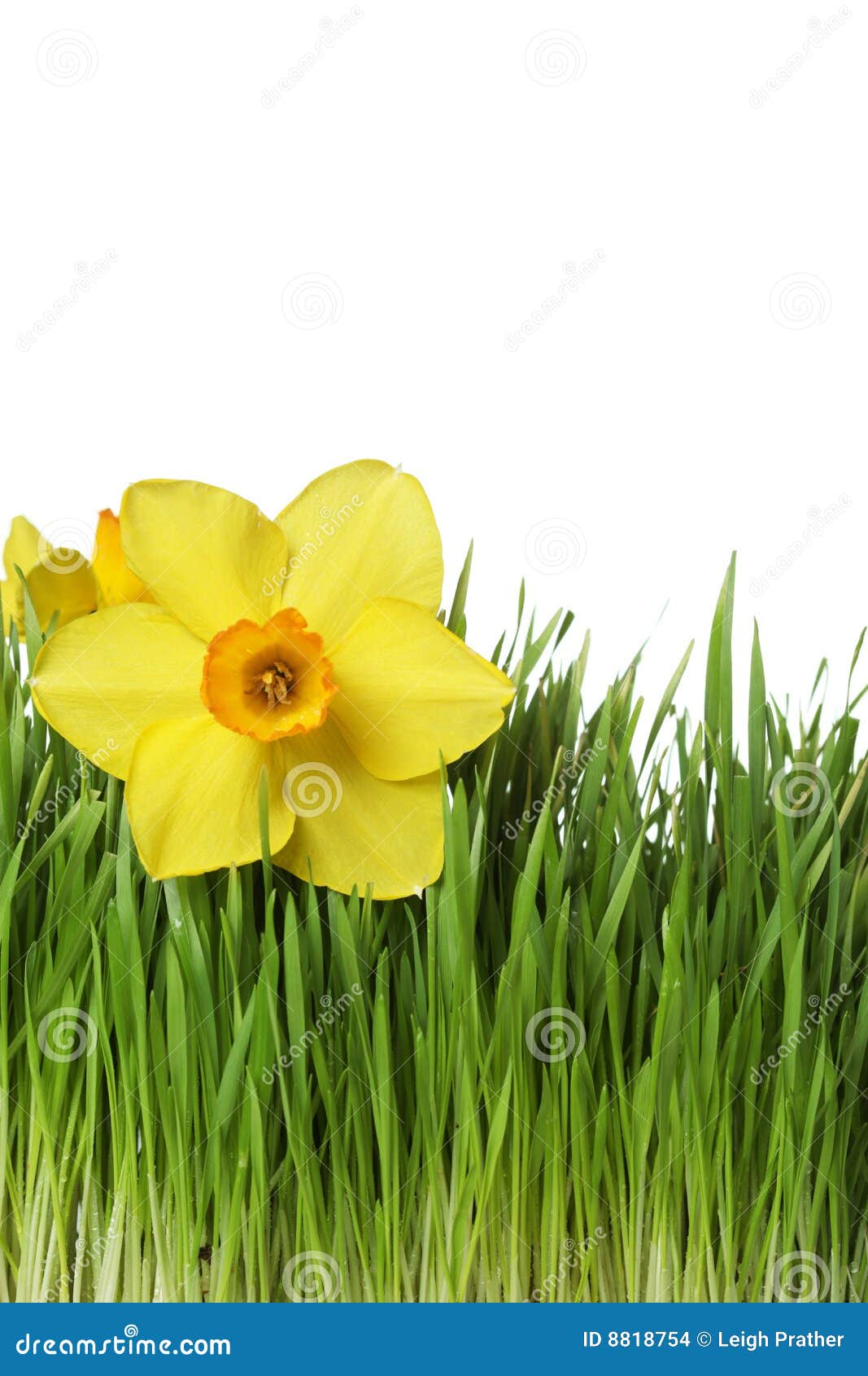 Daffodil on green grass stock photo. Image of beauty, meadow 8818754