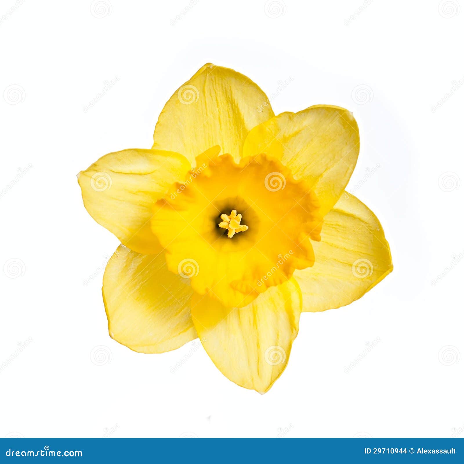 Daffodil head stock photo. Image of spring, botany, yellow - 29710944