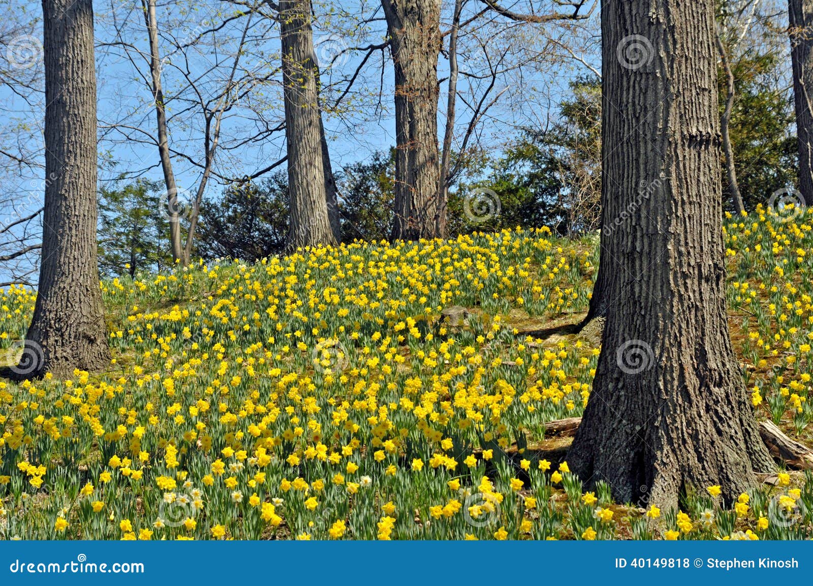 Daffodil HIll stock photo. Image of tree, warm, stem 40149818