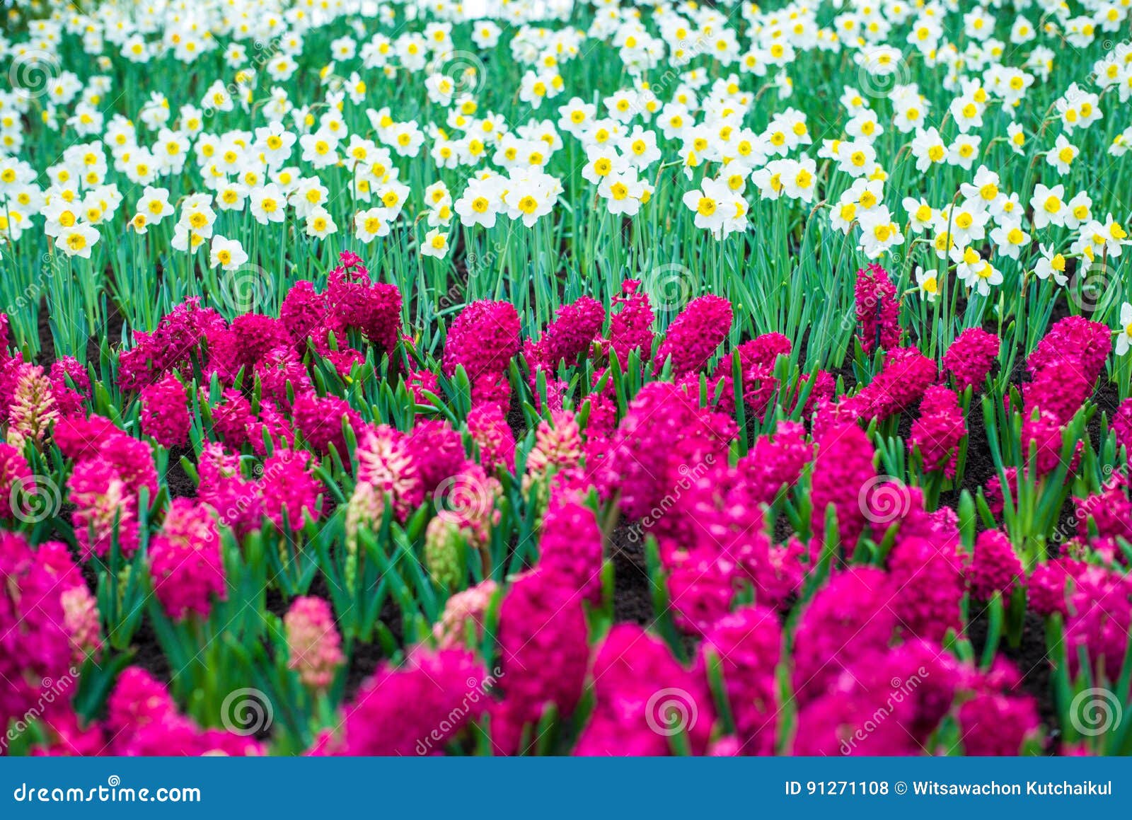 Daffodil and Hyacinth Flowers Stock Photo Image of green, lisse 91271108