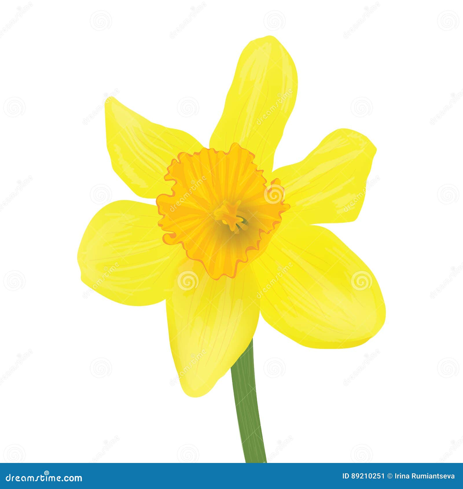 Daffodil Isolated Over White. Stock Illustration - Illustration of ...
