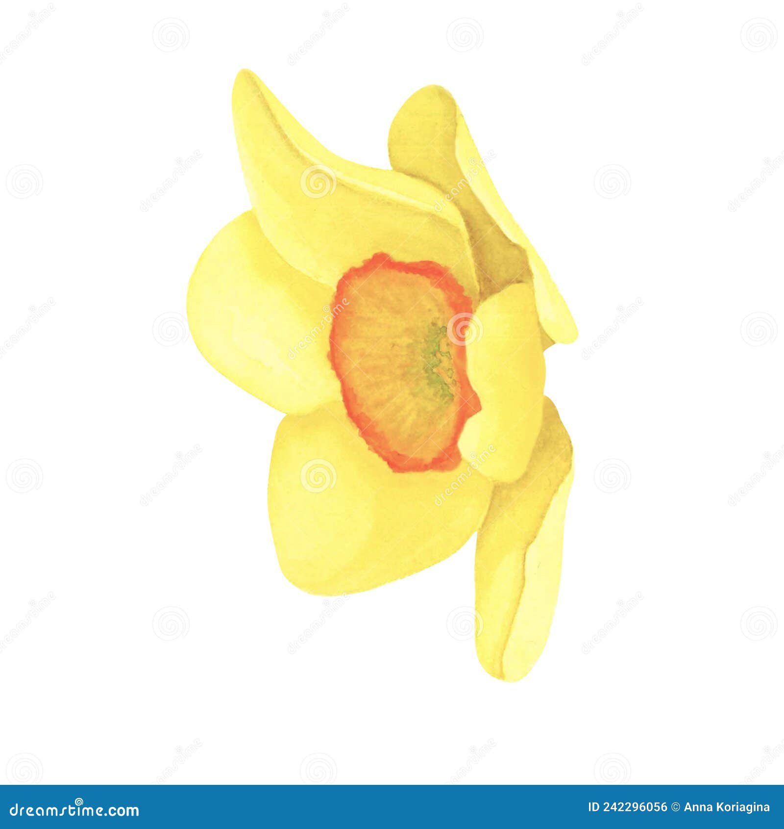 Daffodil Isolated on White Background. Watercolor Hand Drawing ...