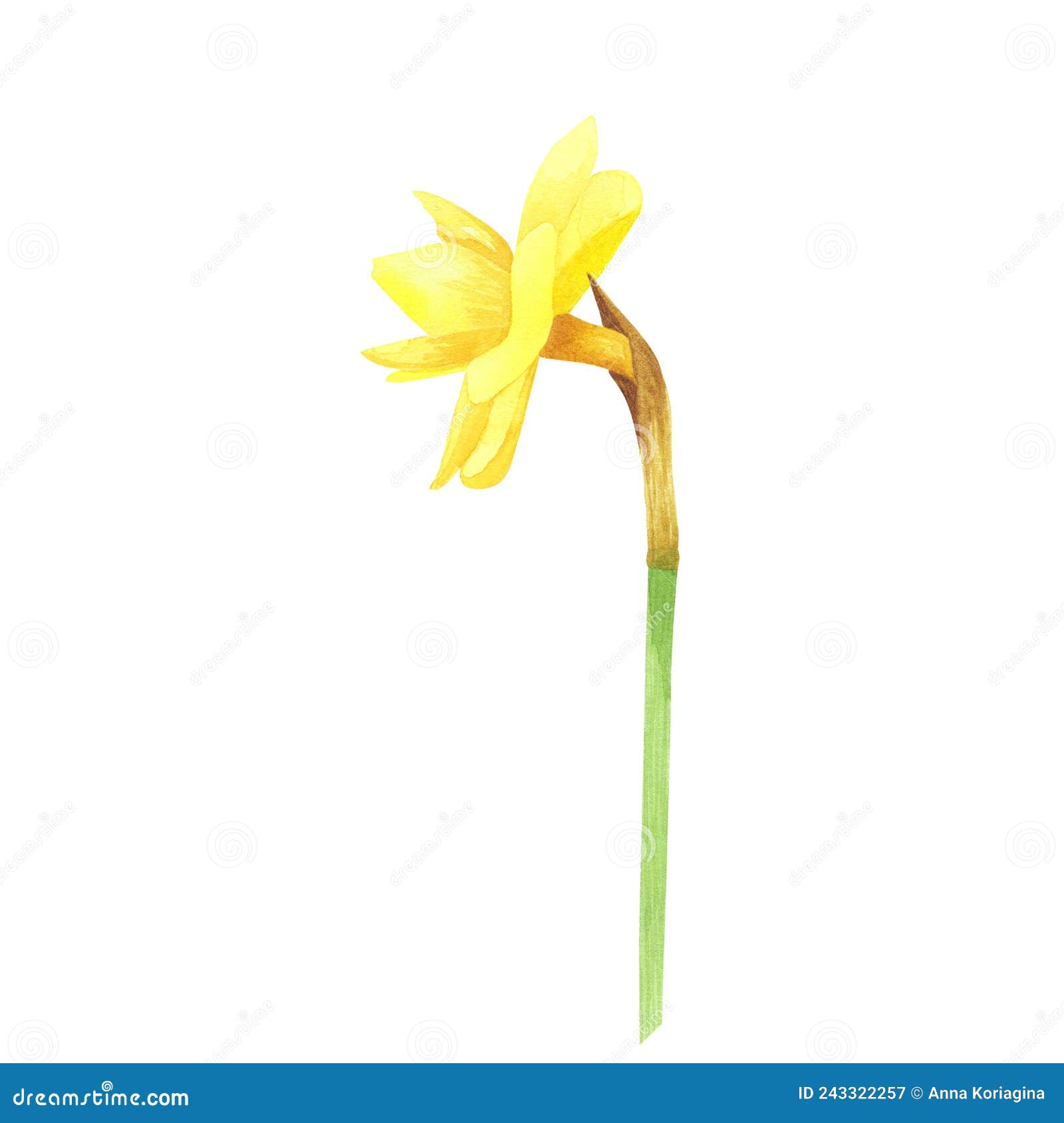 Daffodil Isolated on White Background. Watercolor Hand Drawing ...