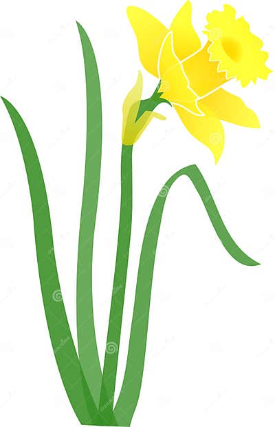 Daffodil-jonquil/eps stock vector. Illustration of spring - 405191