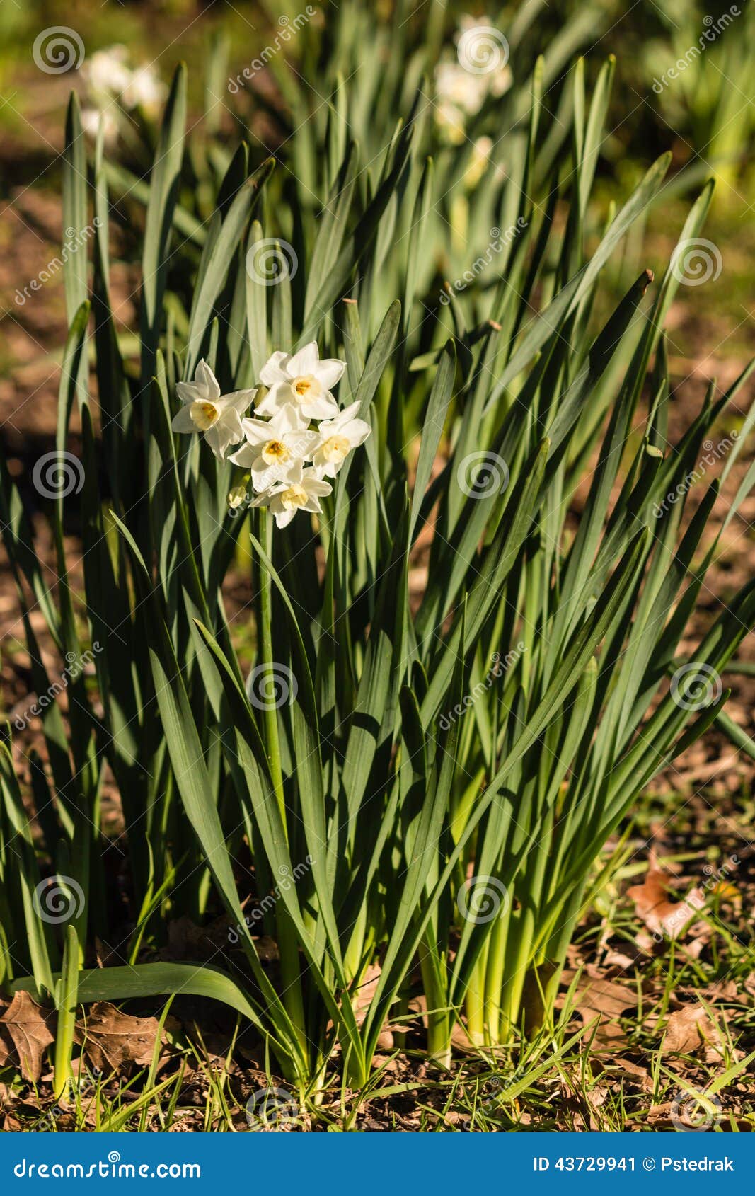Daffodil Leaves and Flowers Stock Image Image of cluster, hybrid