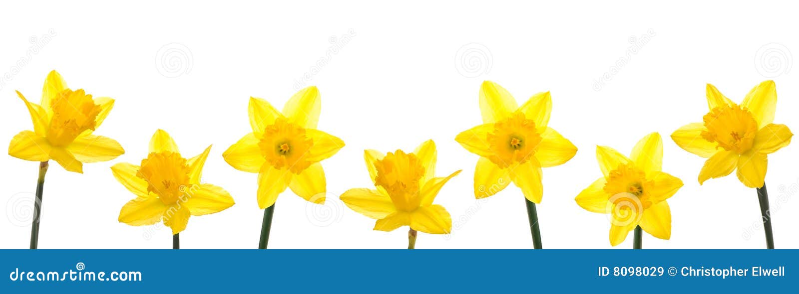 Daffodil Line Royalty Free Stock Images Image 8098029