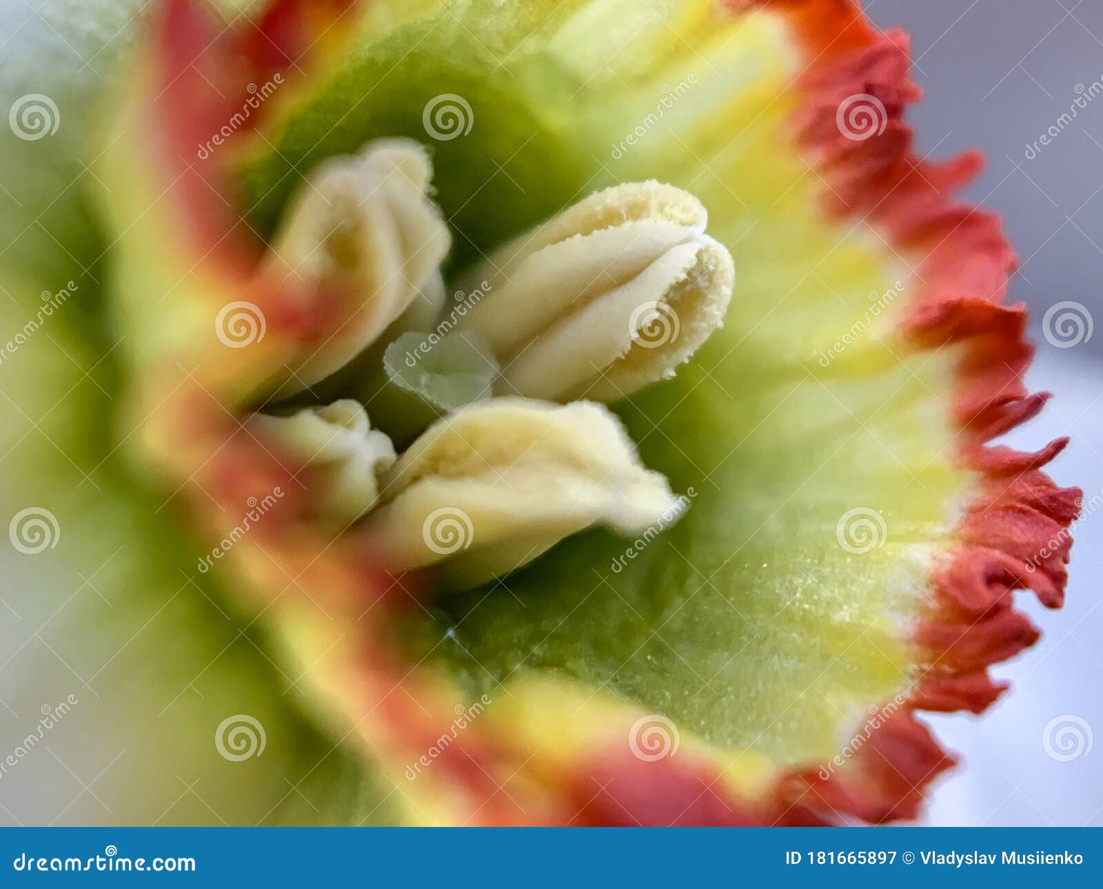 Daffodil Macro. Large Red Green Middle of a Narcissus Flower. Soft ...