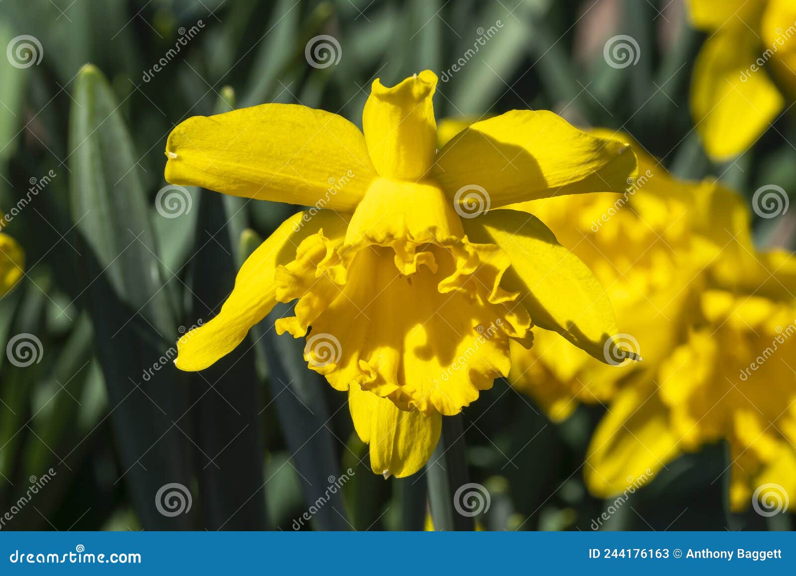 daffodil `mando` narcissus