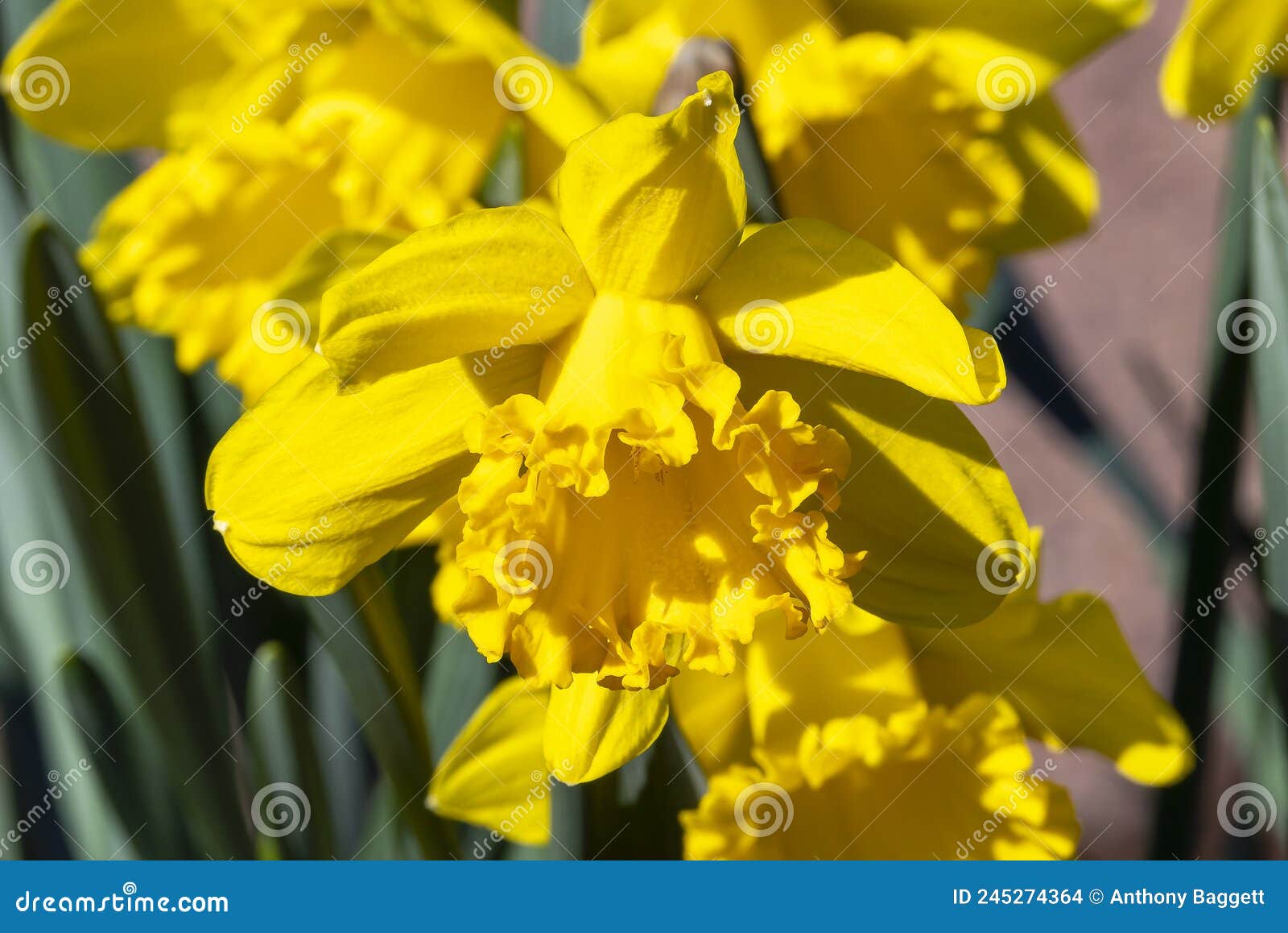 daffodil `mando