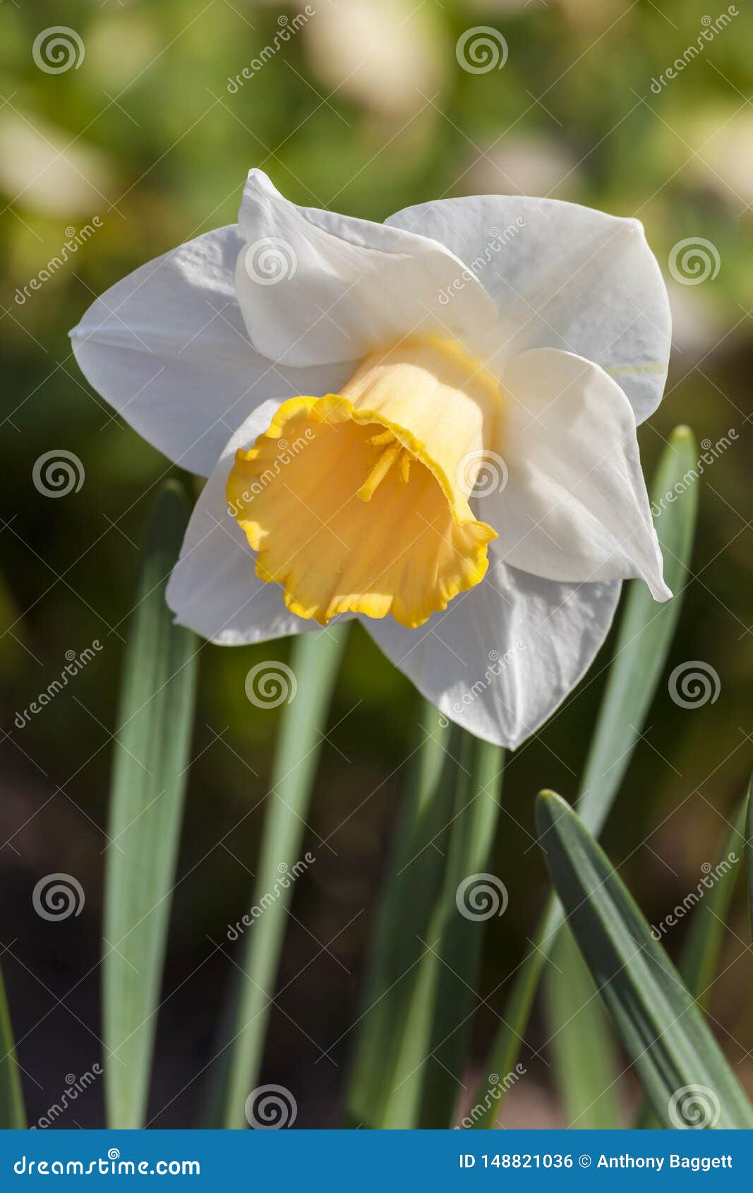 daffodil narcissus `foresight`