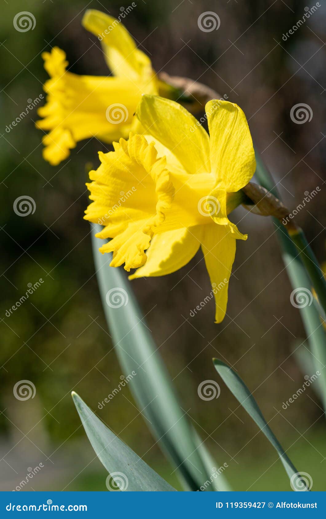 Daffodil, Narcissus Pseudonarcissus Stock Image - Image of blooming ...