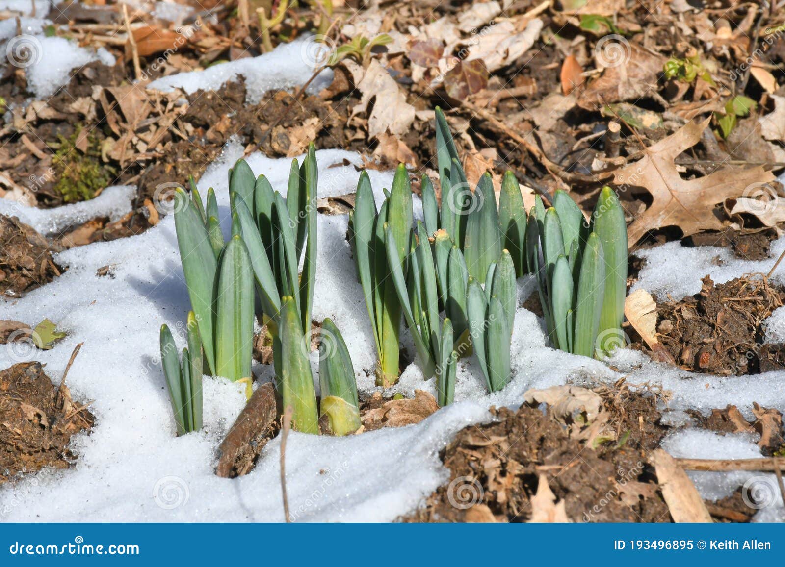 A Cluster of Daffodil Shoots in the Snow Stock Image Image of