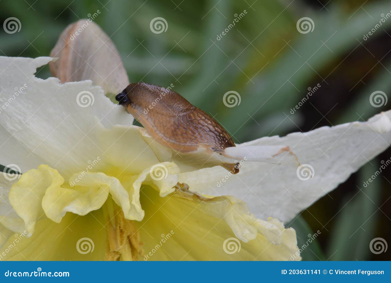 Yellow Daffodil Brown Slug stock image. Image of narcissus 203631141