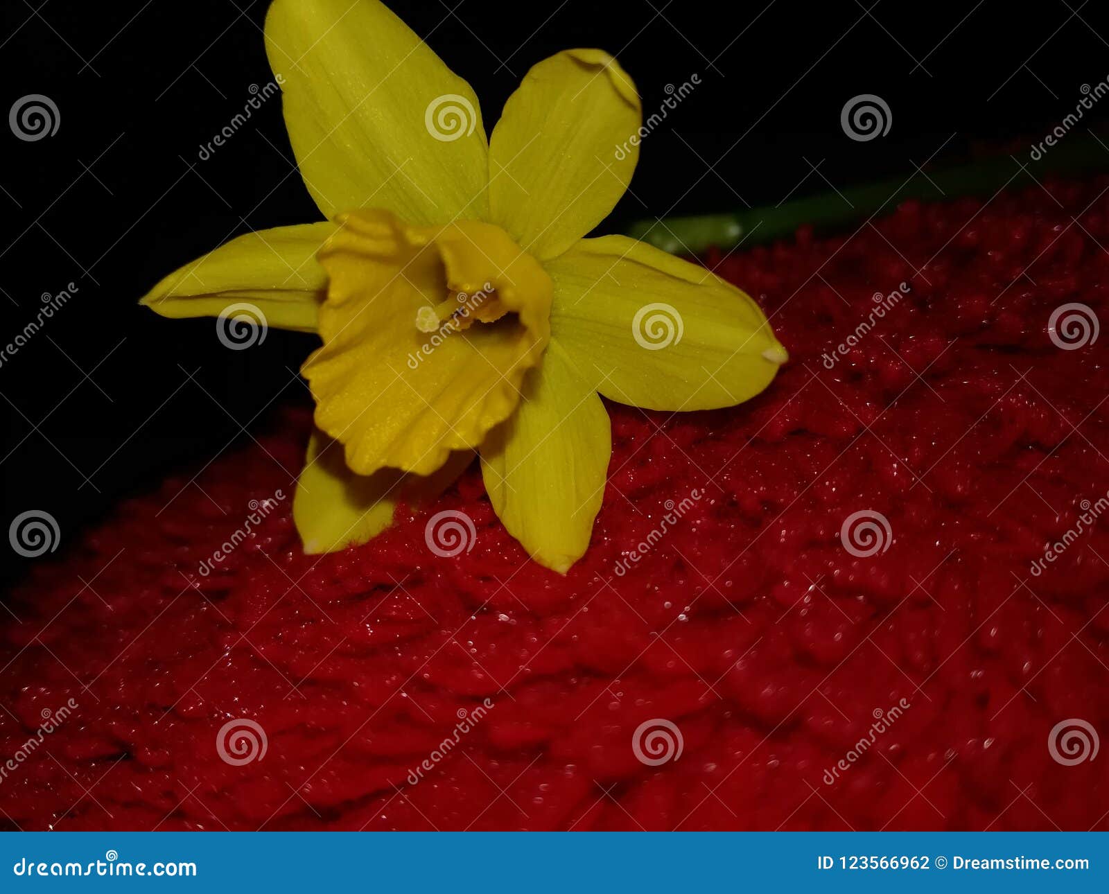 Daffodil stock photo. Image of daffodil, spring, yellow - 123566962