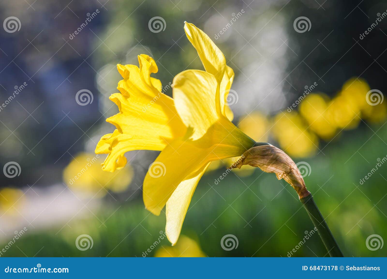 Daffodil in sunlight stock photo. Image of meadow, leaf 68473178