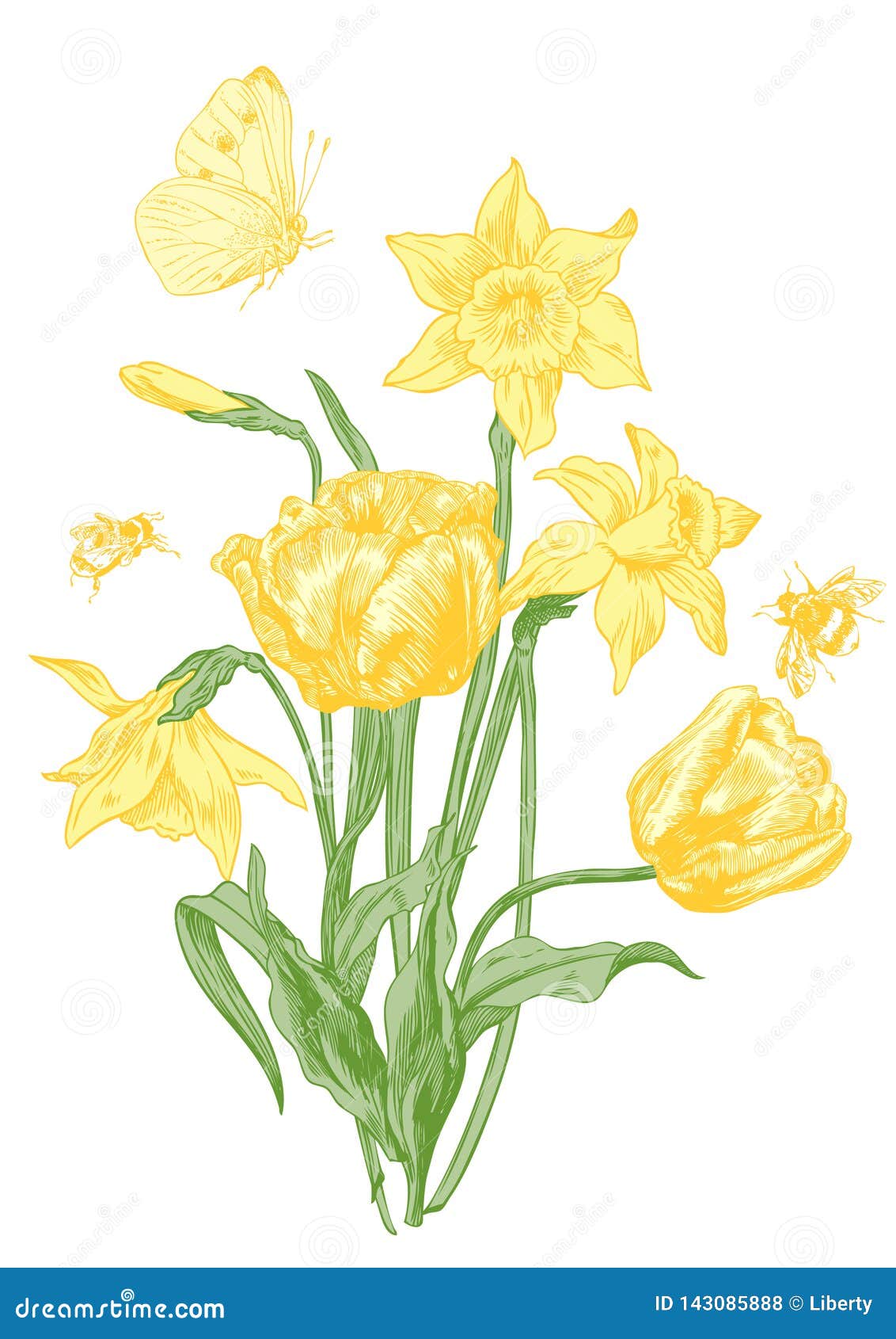 Daffodil and tulips stock vector. Illustration of botanical - 143085888