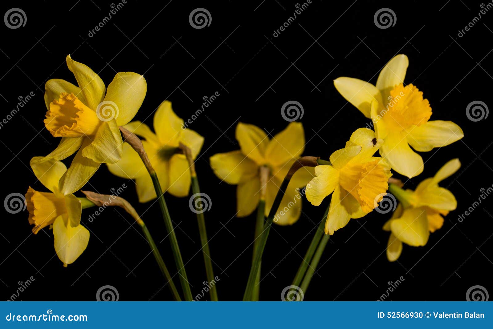 Daffodil stock photo. Image of blossom, floral, allergy 52566930