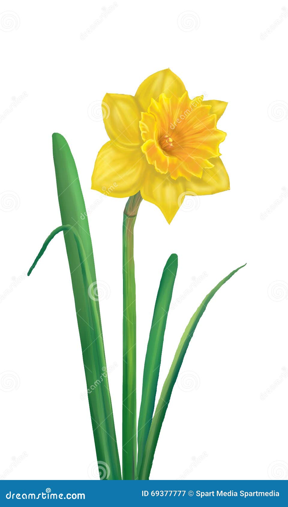 Daffodil Yellow flower stock illustration. Image of narcissus - 69377777