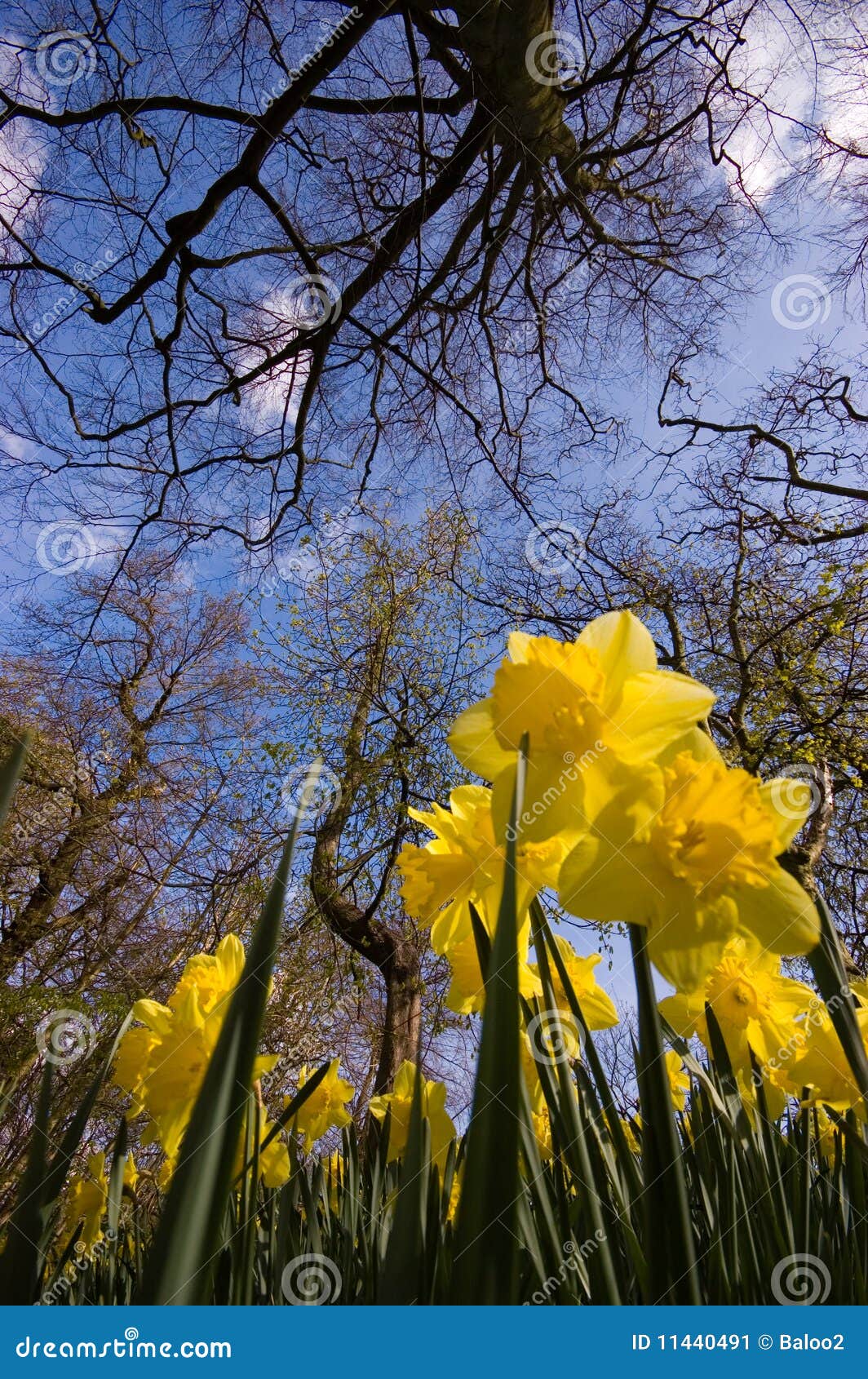 Daffodils from a low viewpoint. Taken with a wide angle lens.