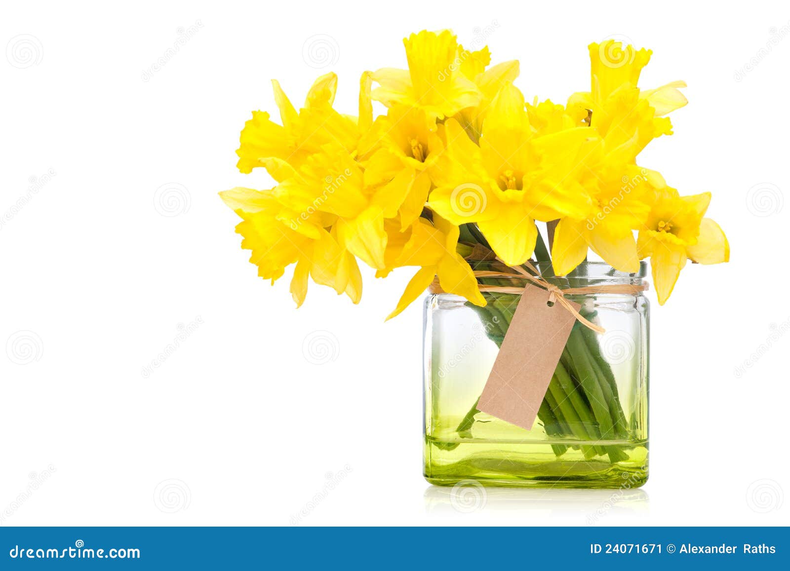 Daffodils stock image. Image of white, flowers, present - 24071671