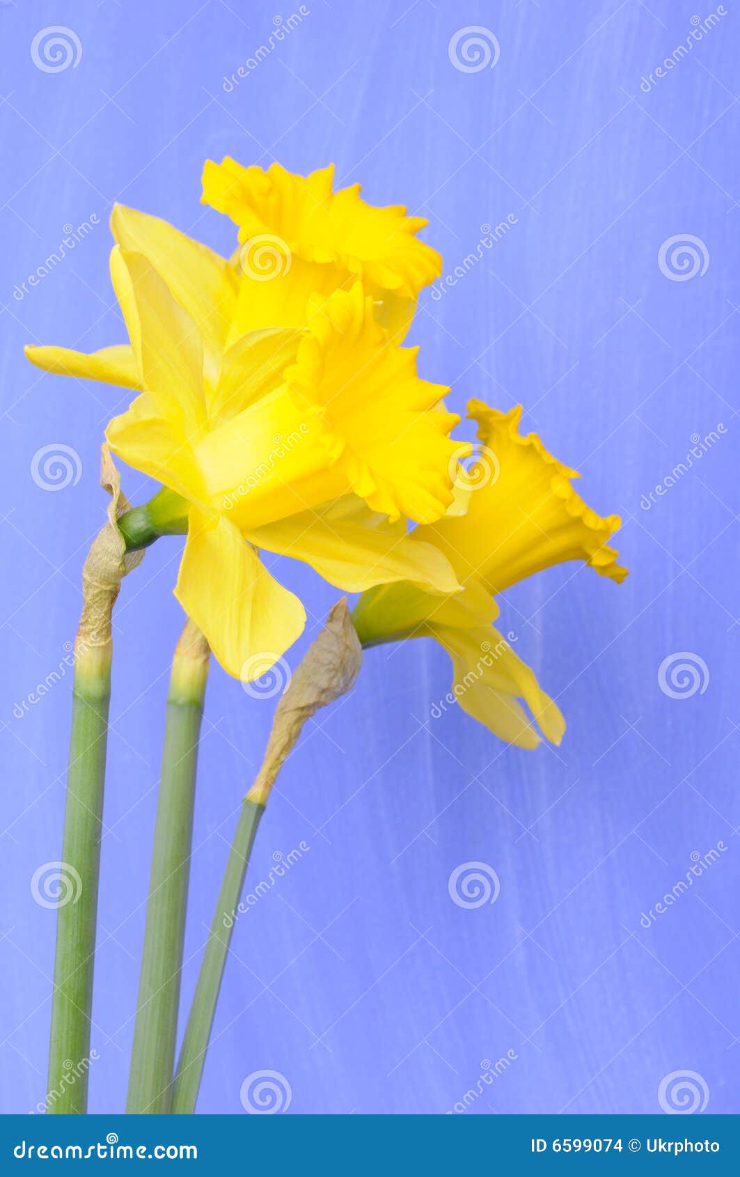 Daffodils stock photo. Image of growth, petal, valentine 6599074