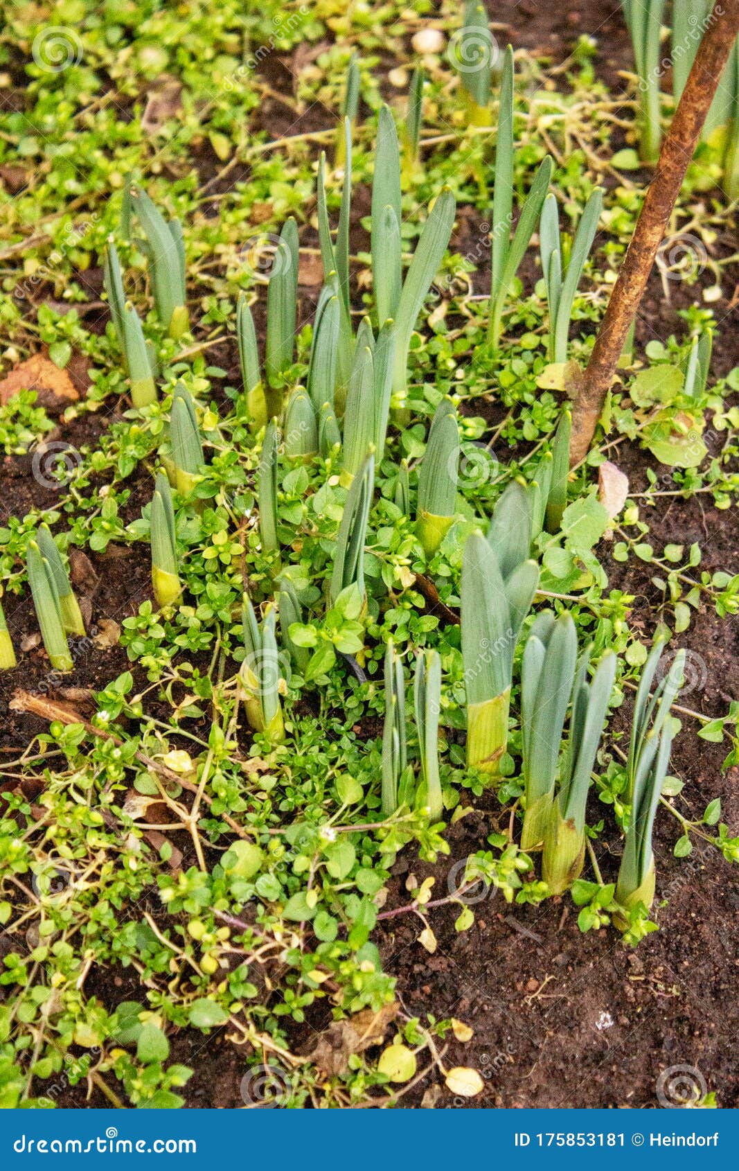 Daffodils, Also Called Lent Lily, in February before Flowering Stock ...