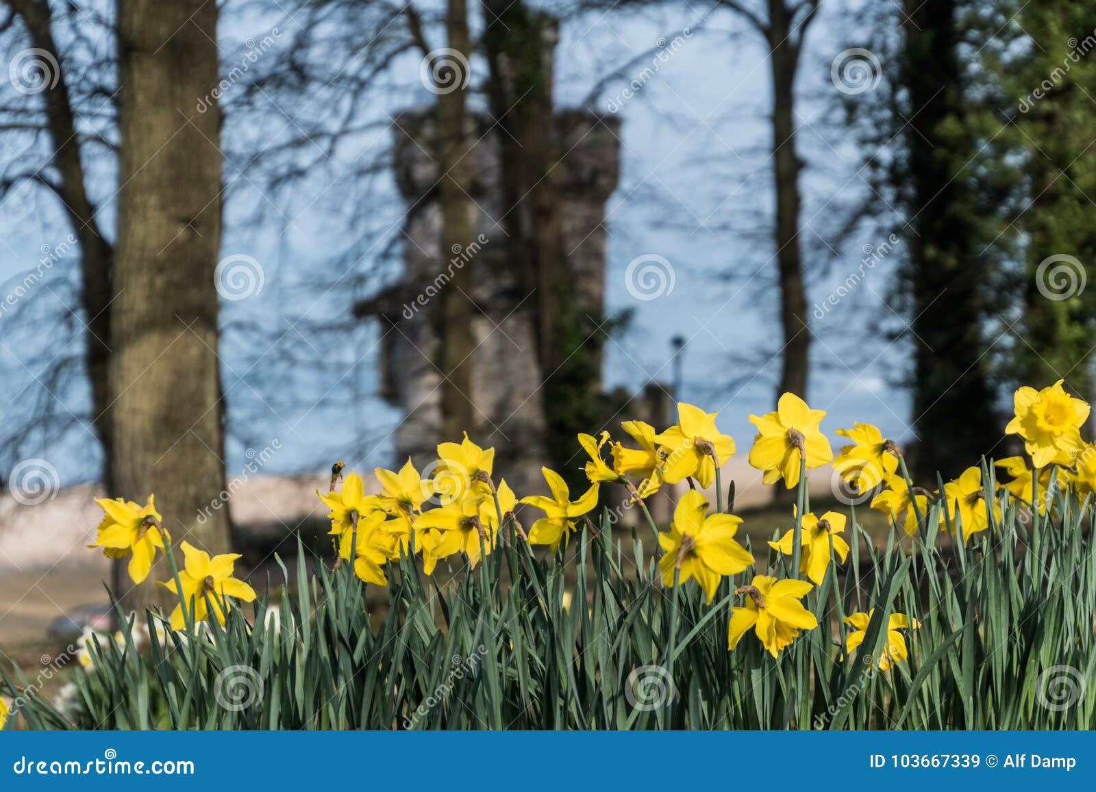 daffodils at appley tower ryde
